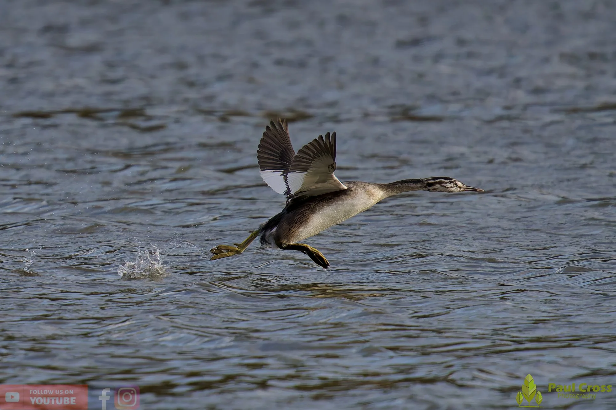 Great Crested Grebe-01016.jpg