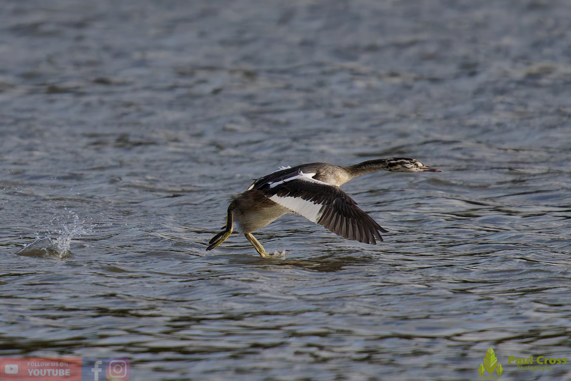 Great Crested Grebe-01019.jpg
