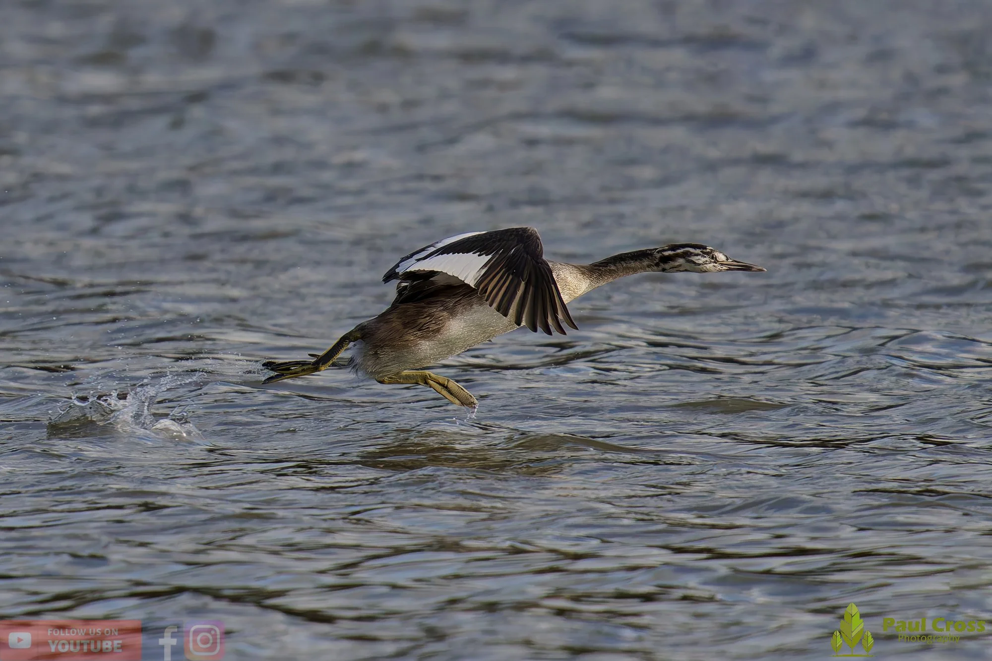 Great Crested Grebe-01020.jpg