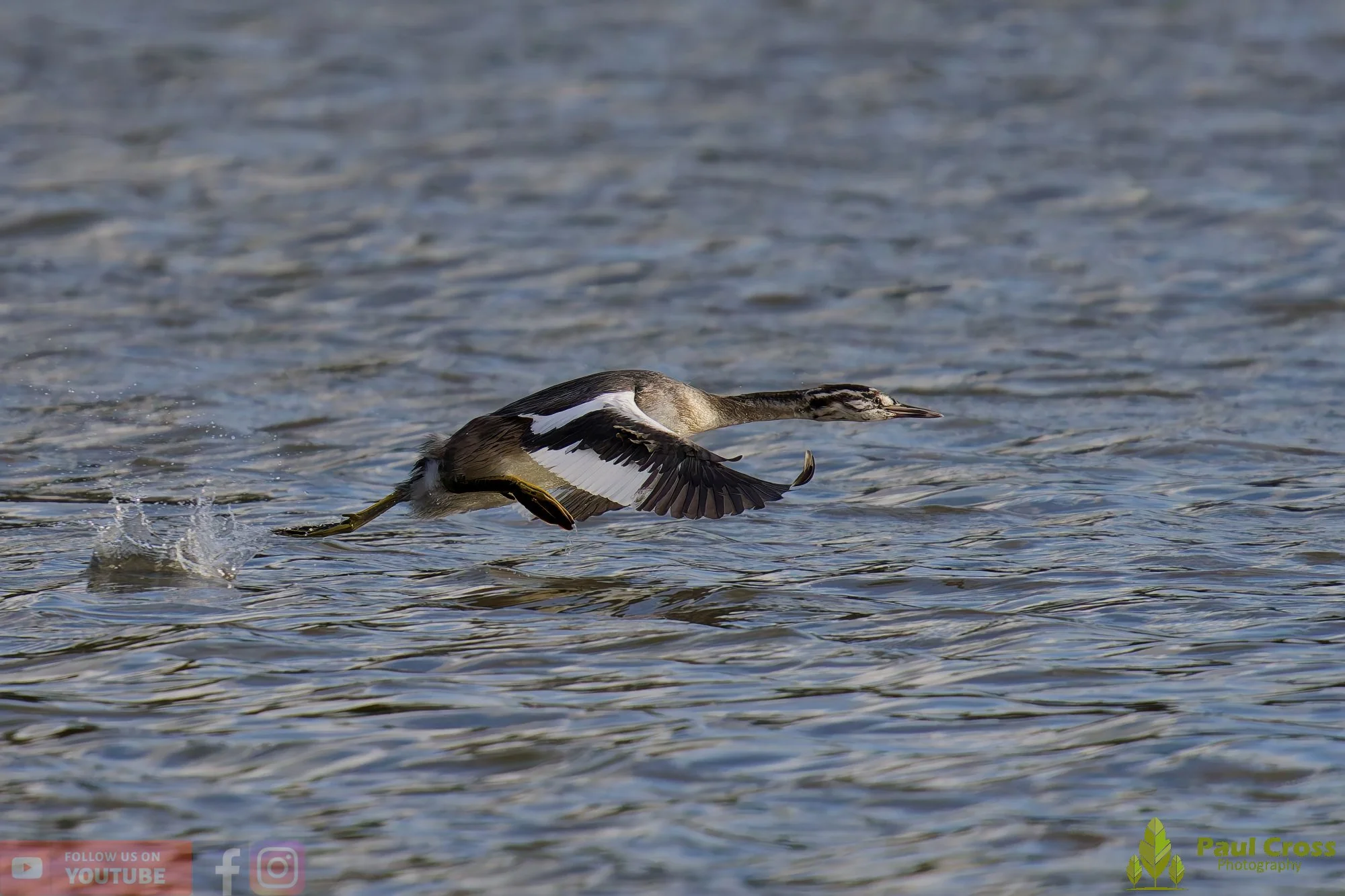 Great Crested Grebe-01021.jpg