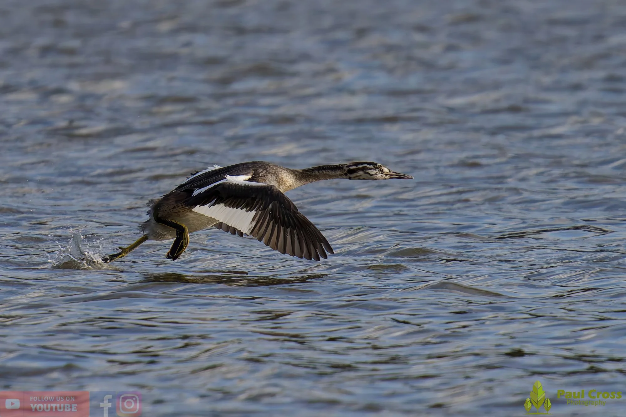 Great Crested Grebe-01022.jpg