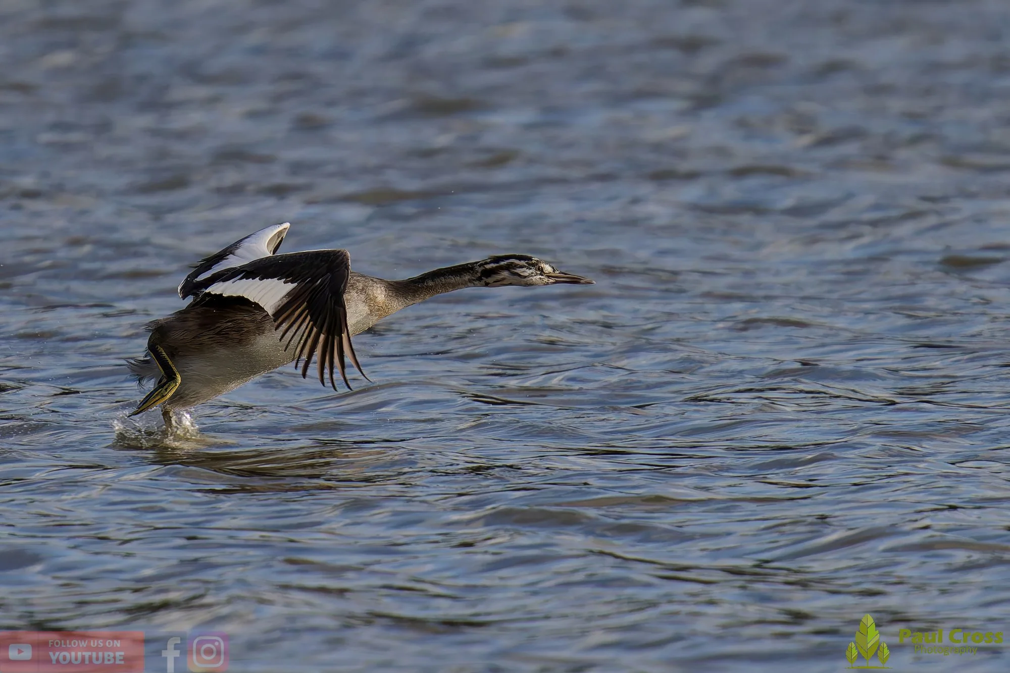 Great Crested Grebe-01023.jpg