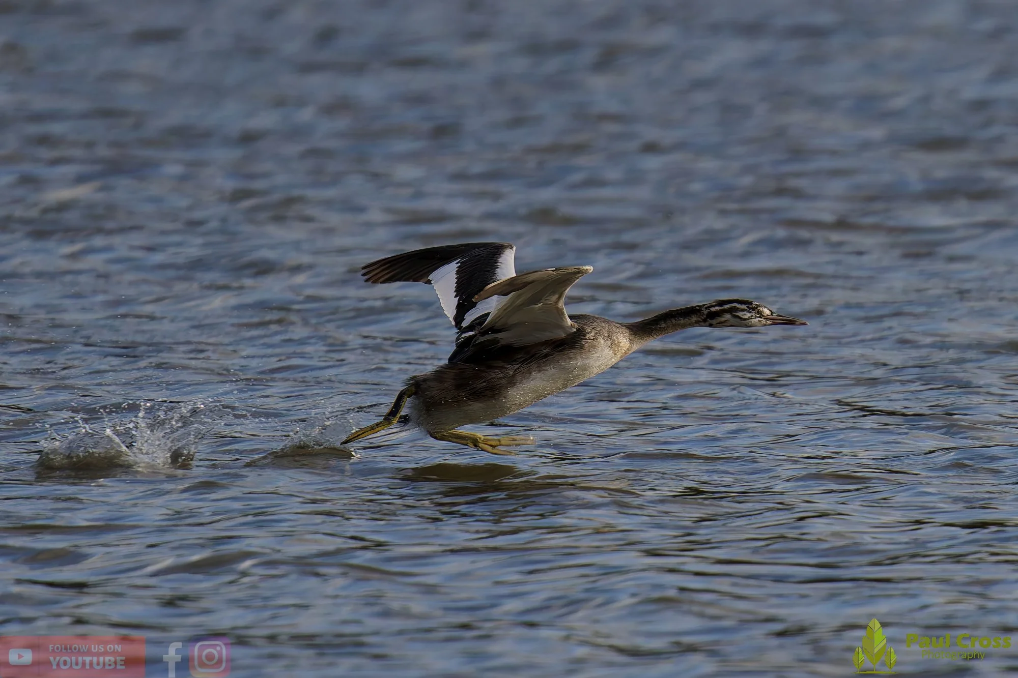 Great Crested Grebe-01024.jpg
