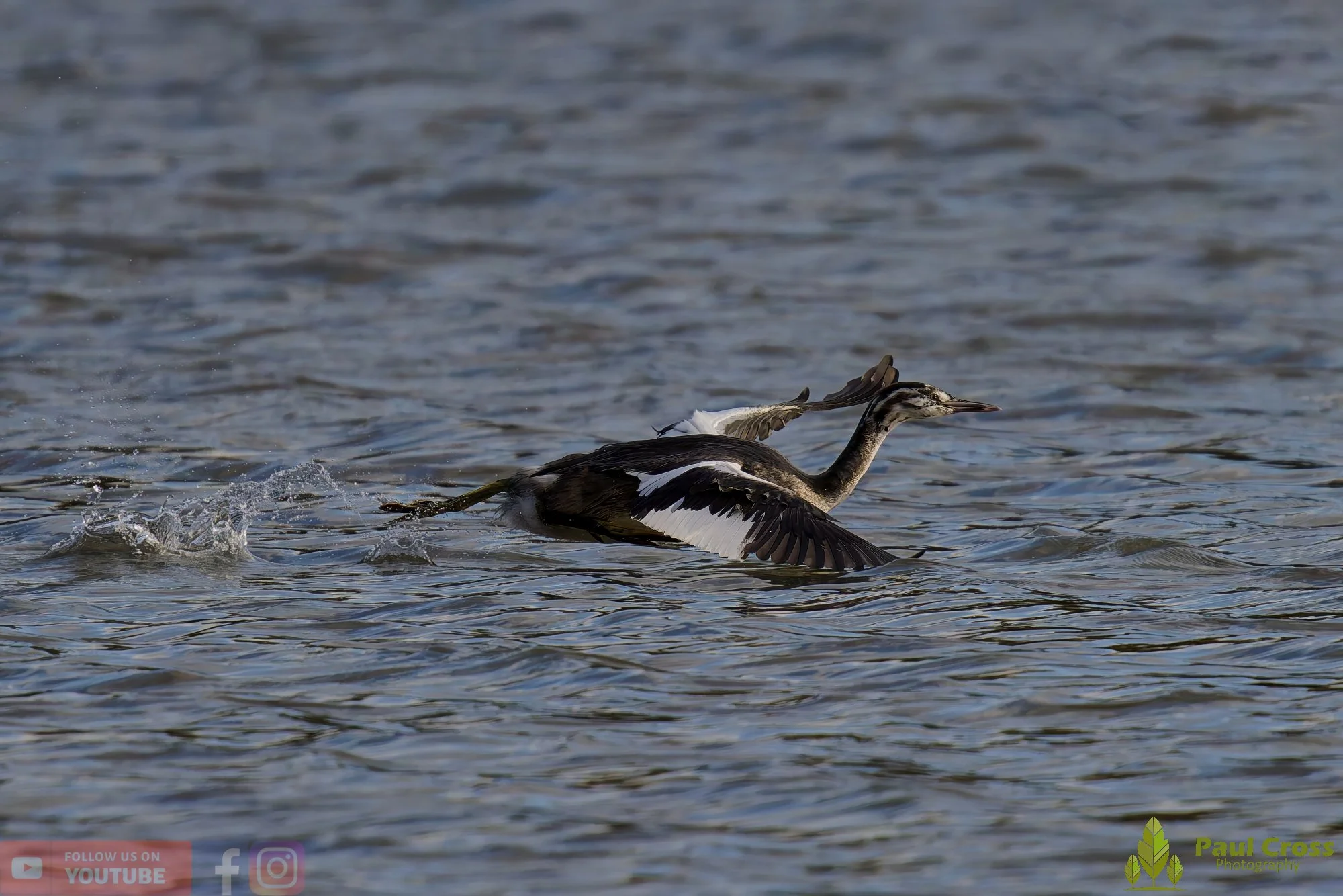 Great Crested Grebe-01025.jpg