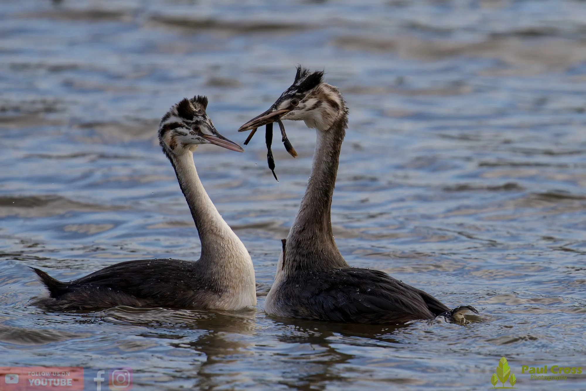 Great Crested Grebe-01026.jpg