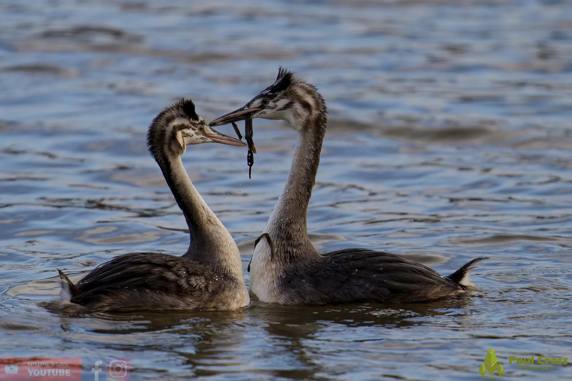 Great Crested Grebe-01027.jpg