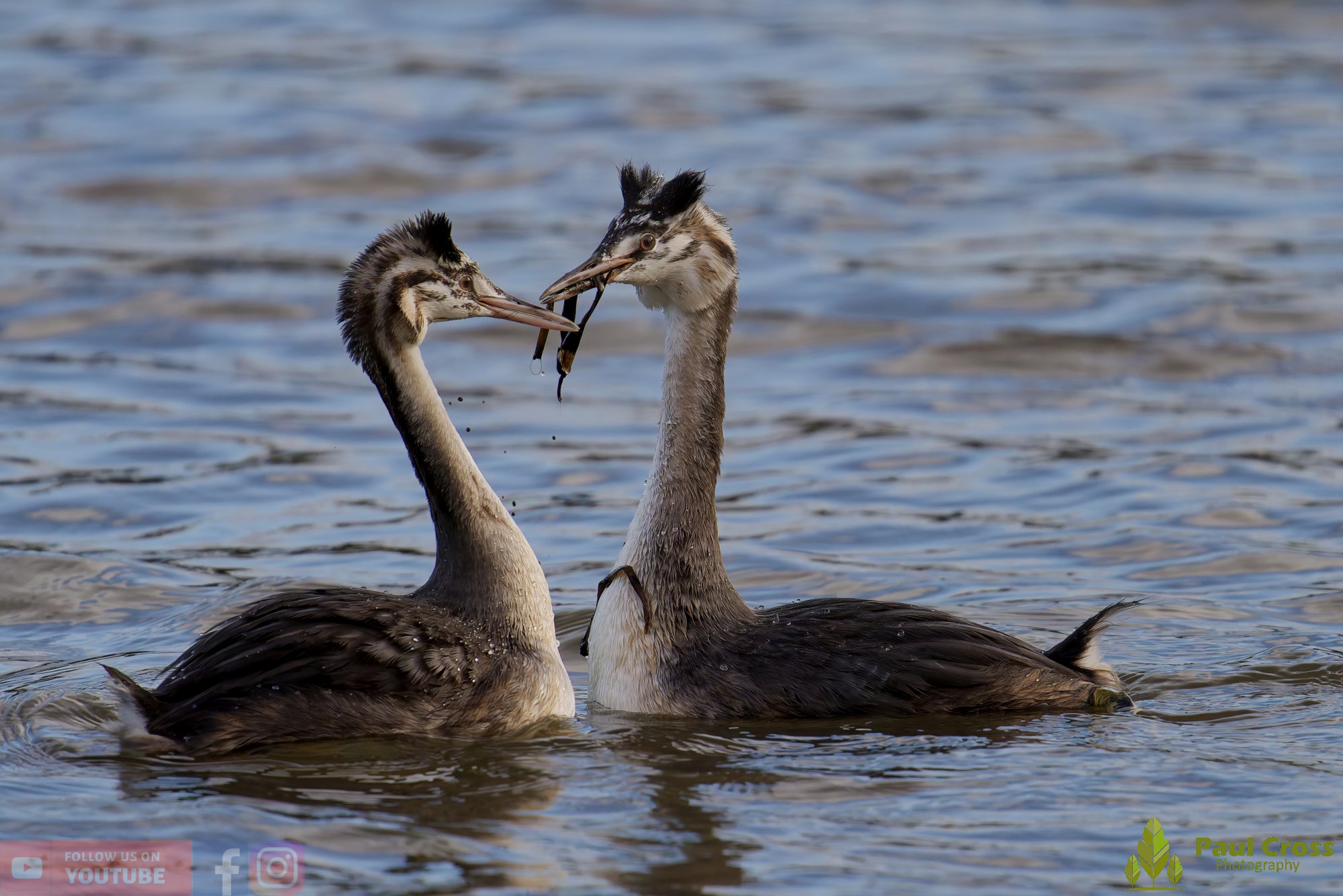 Great Crested Grebe-01028.jpg