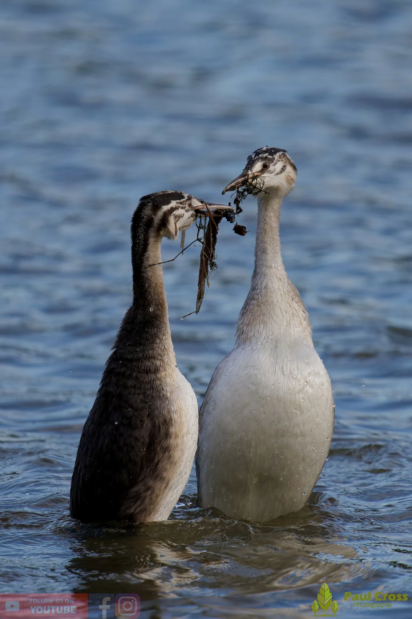 Great Crested Grebe-01030.jpg