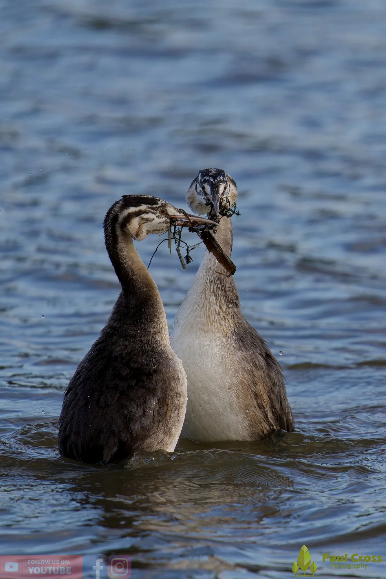 Great Crested Grebe-01032.jpg