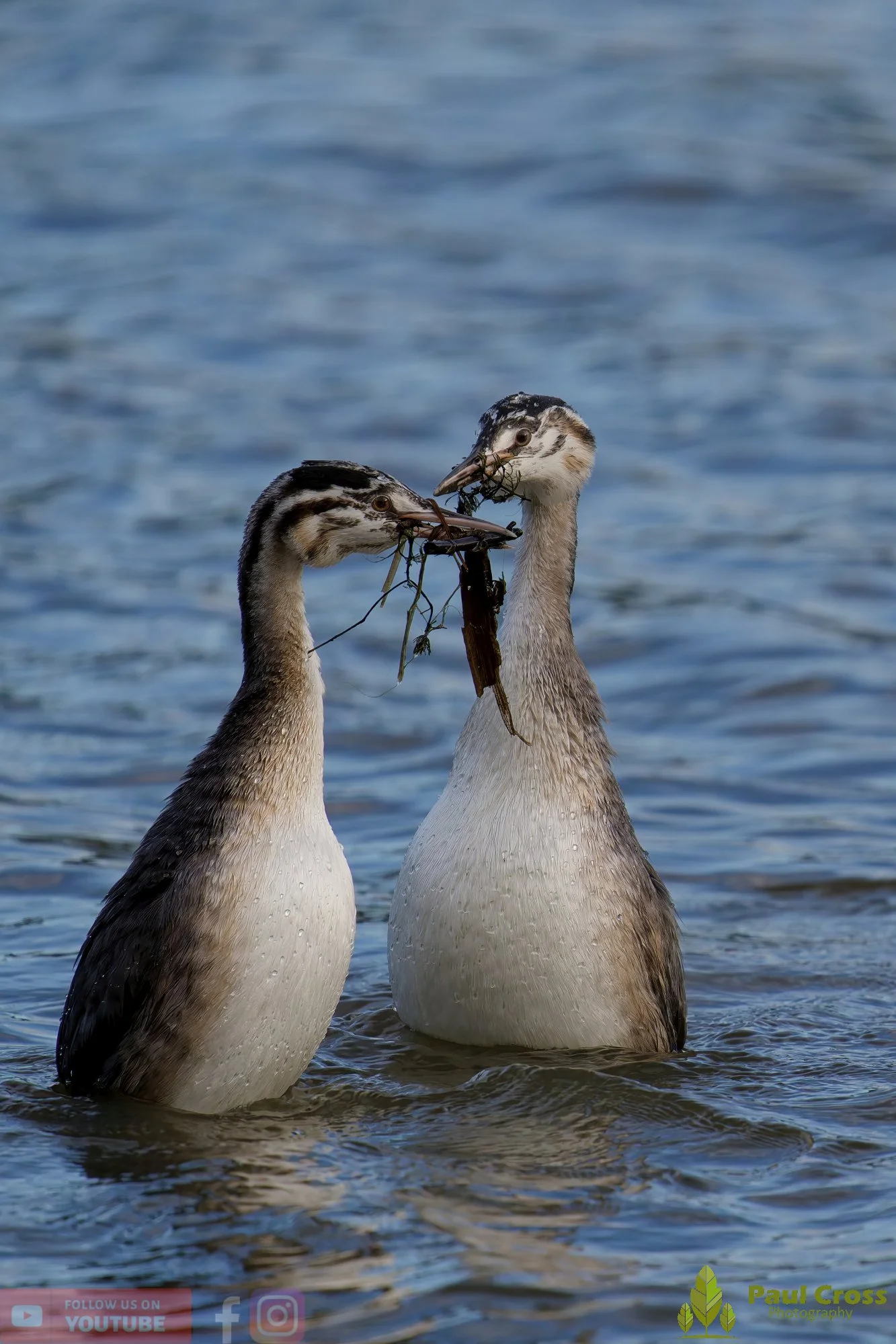 Great Crested Grebe-01033.jpg