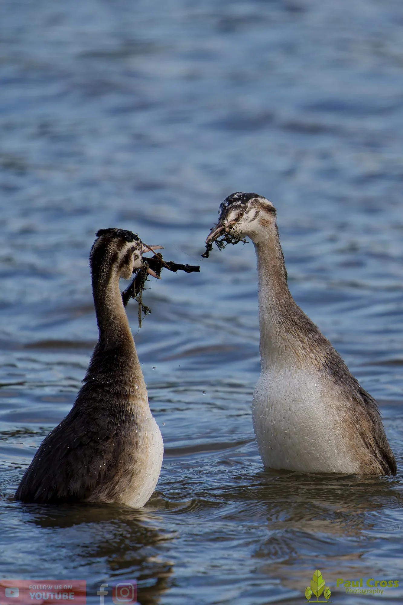 Great Crested Grebe-01034.jpg