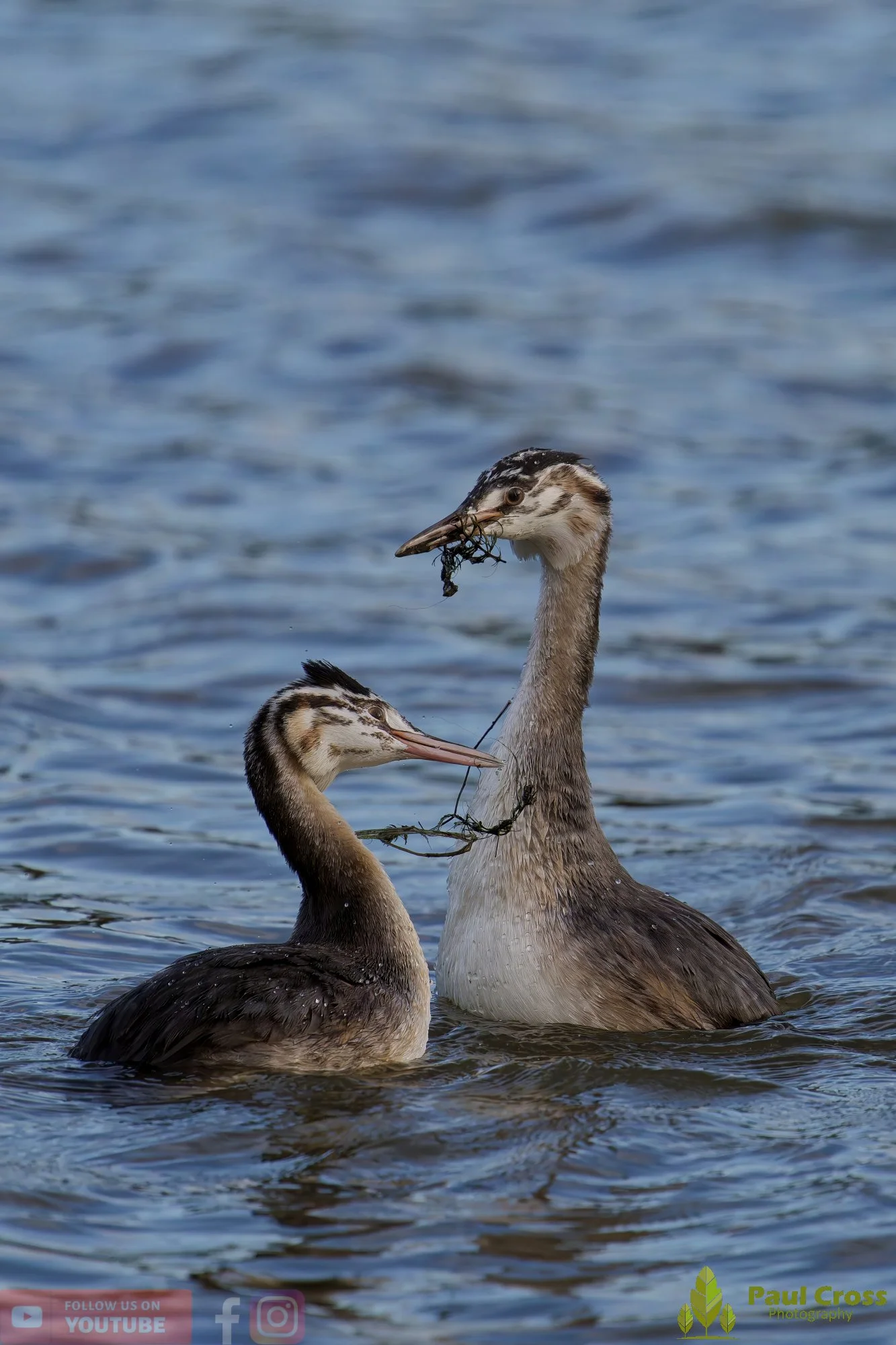 Great Crested Grebe-01035.jpg