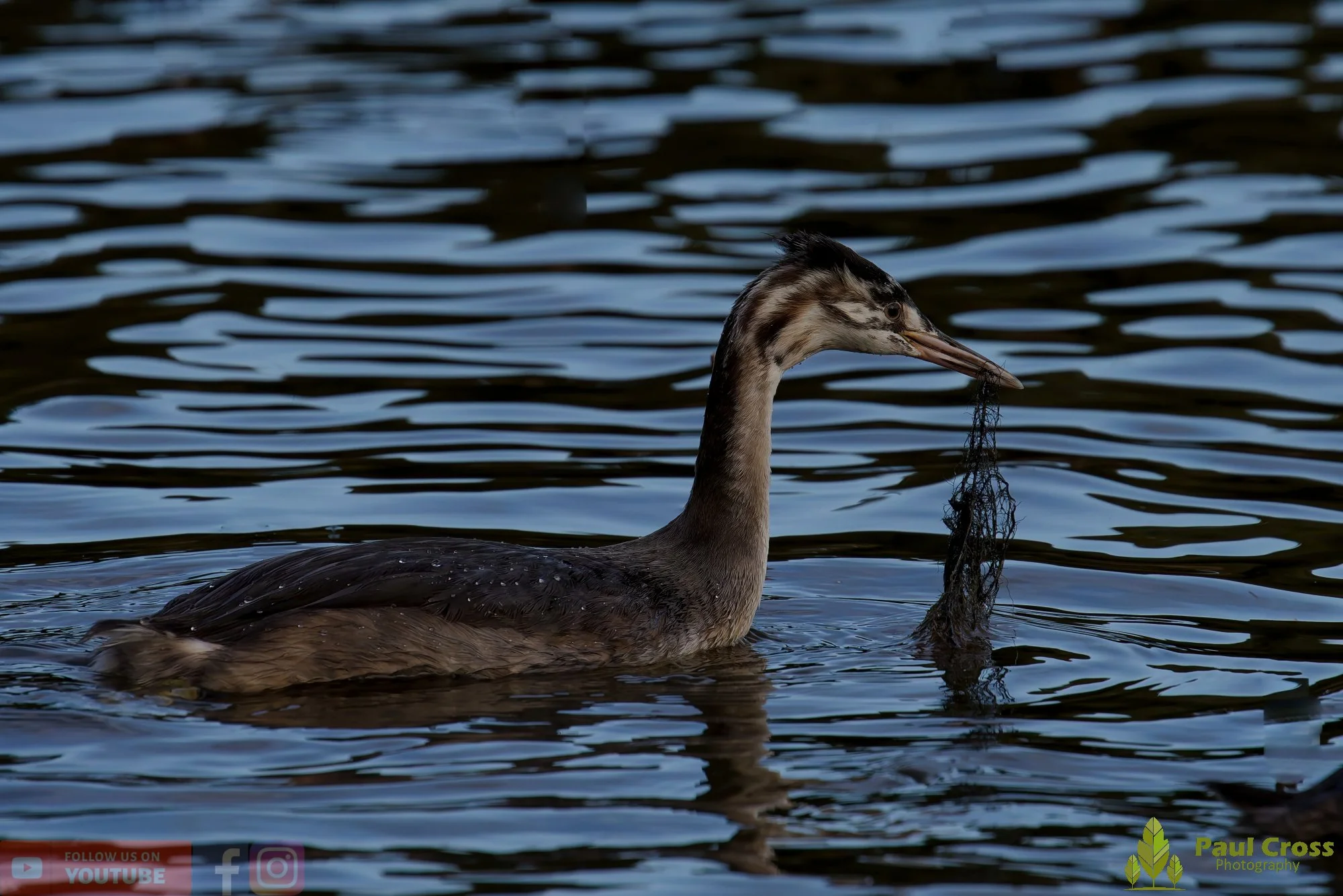 Great Crested Grebe-01036.jpg