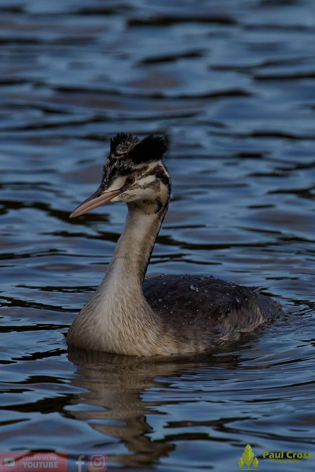 Great Crested Grebe-01037.jpg