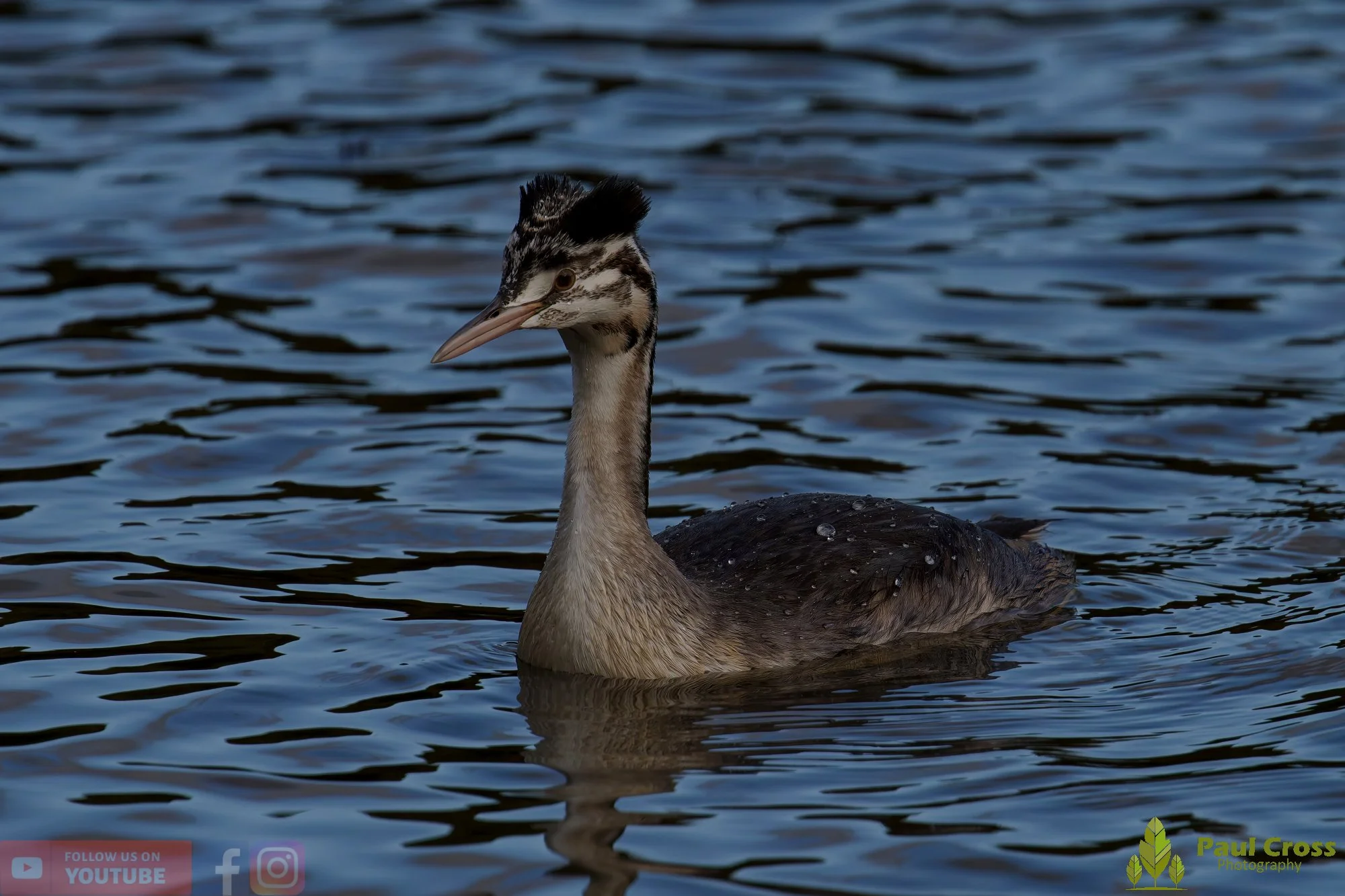 Great Crested Grebe-01038.jpg