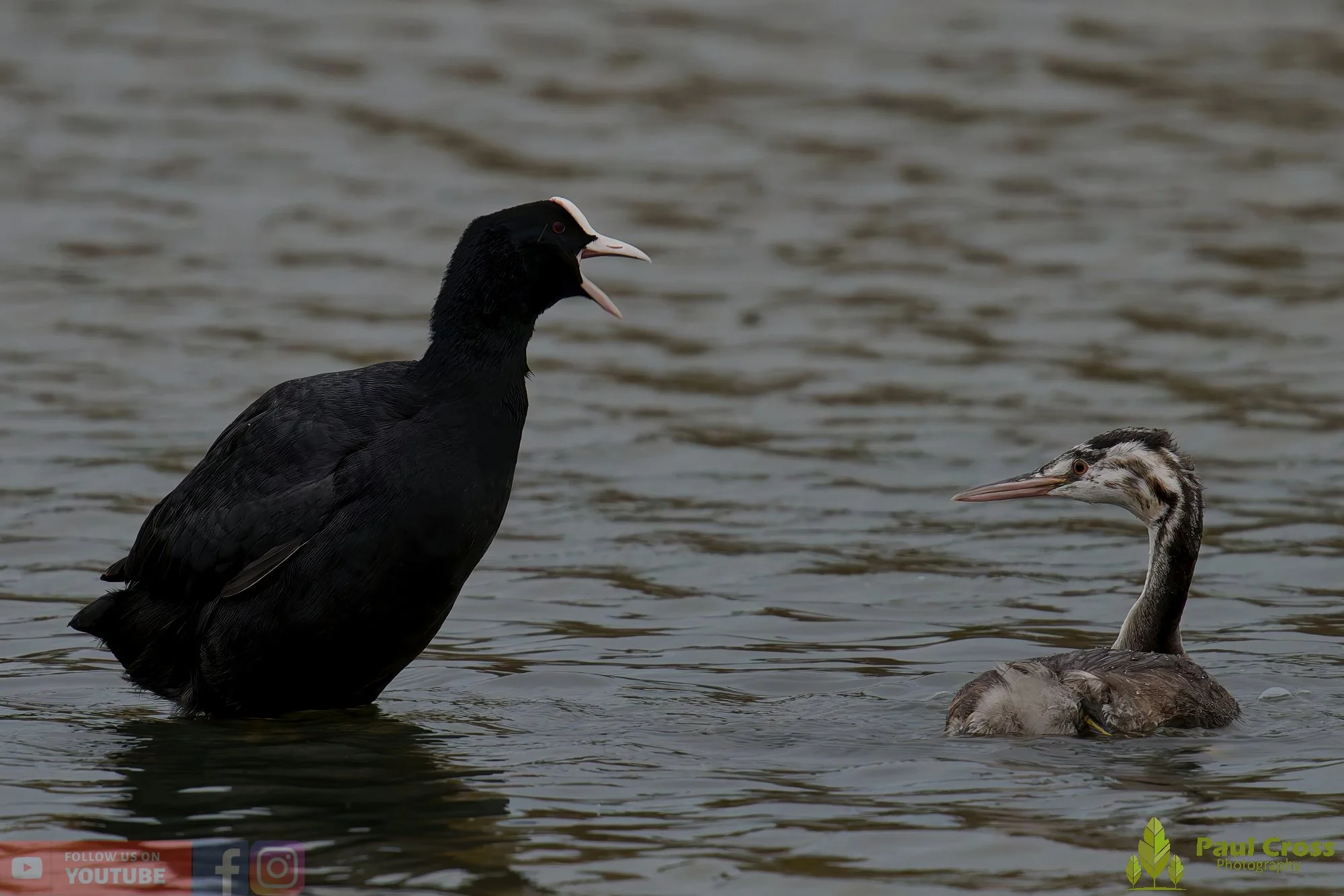 Coot-00567.jpg