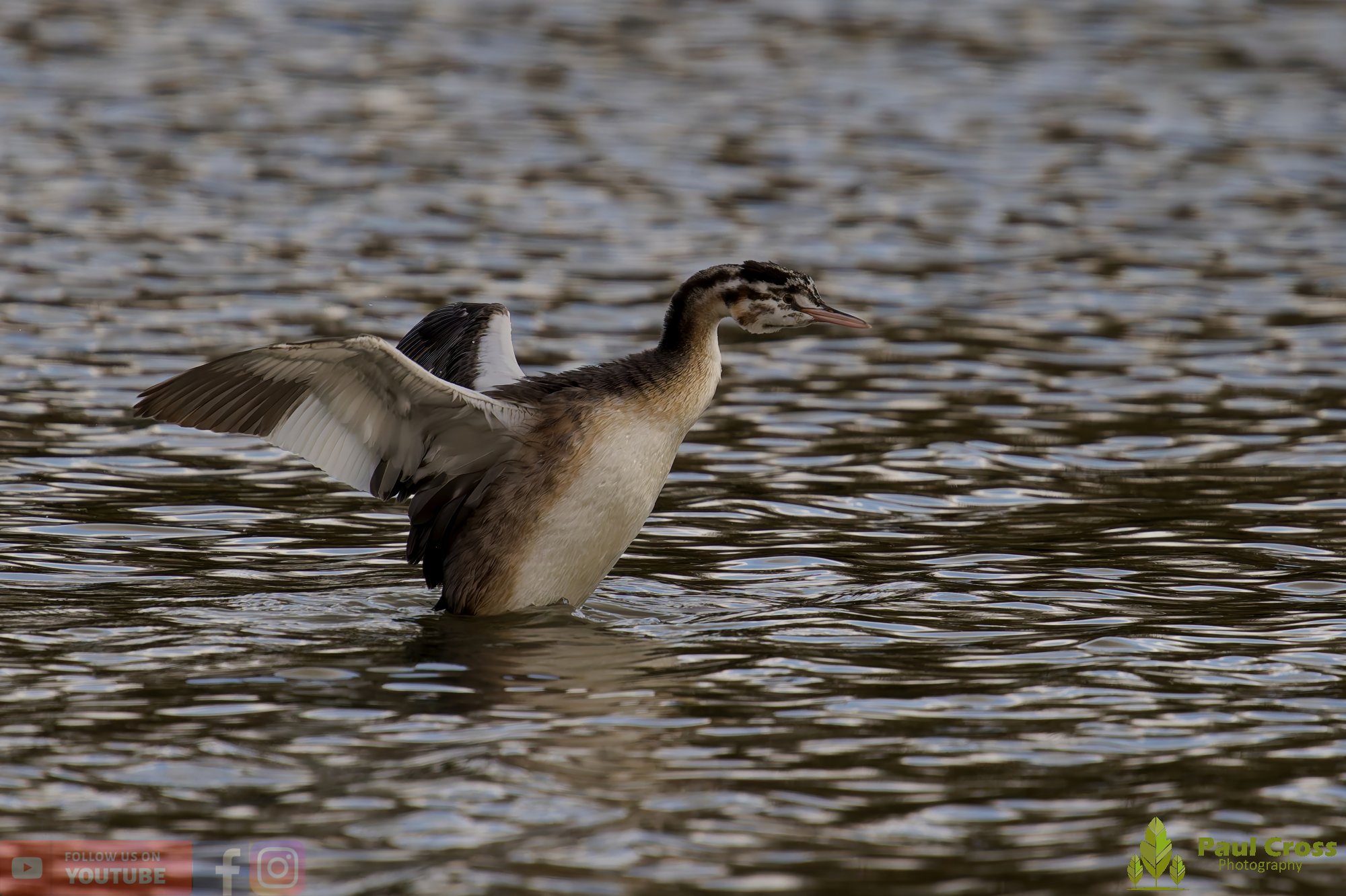 Great Crested Grebe-01007.jpg