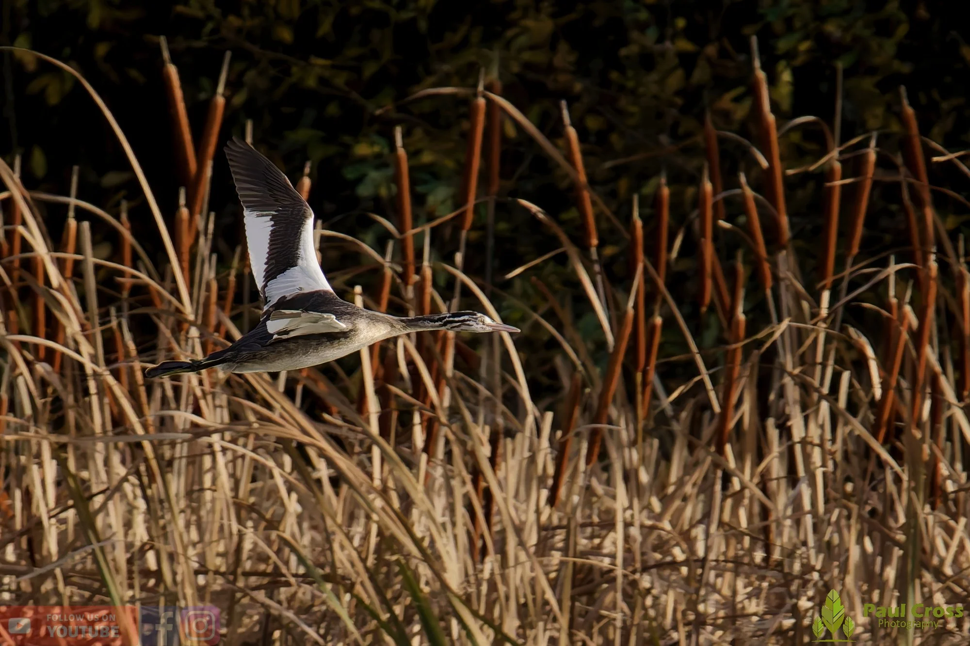 Great Crested Grebe-01008.jpg