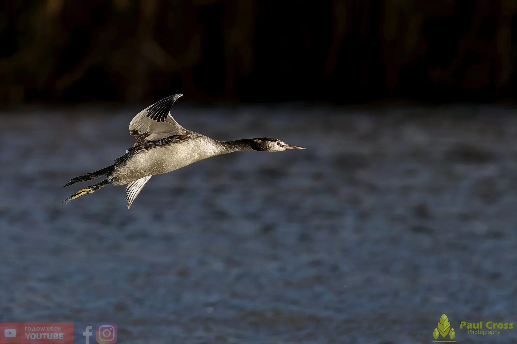 Great Crested Grebe-01009.jpg