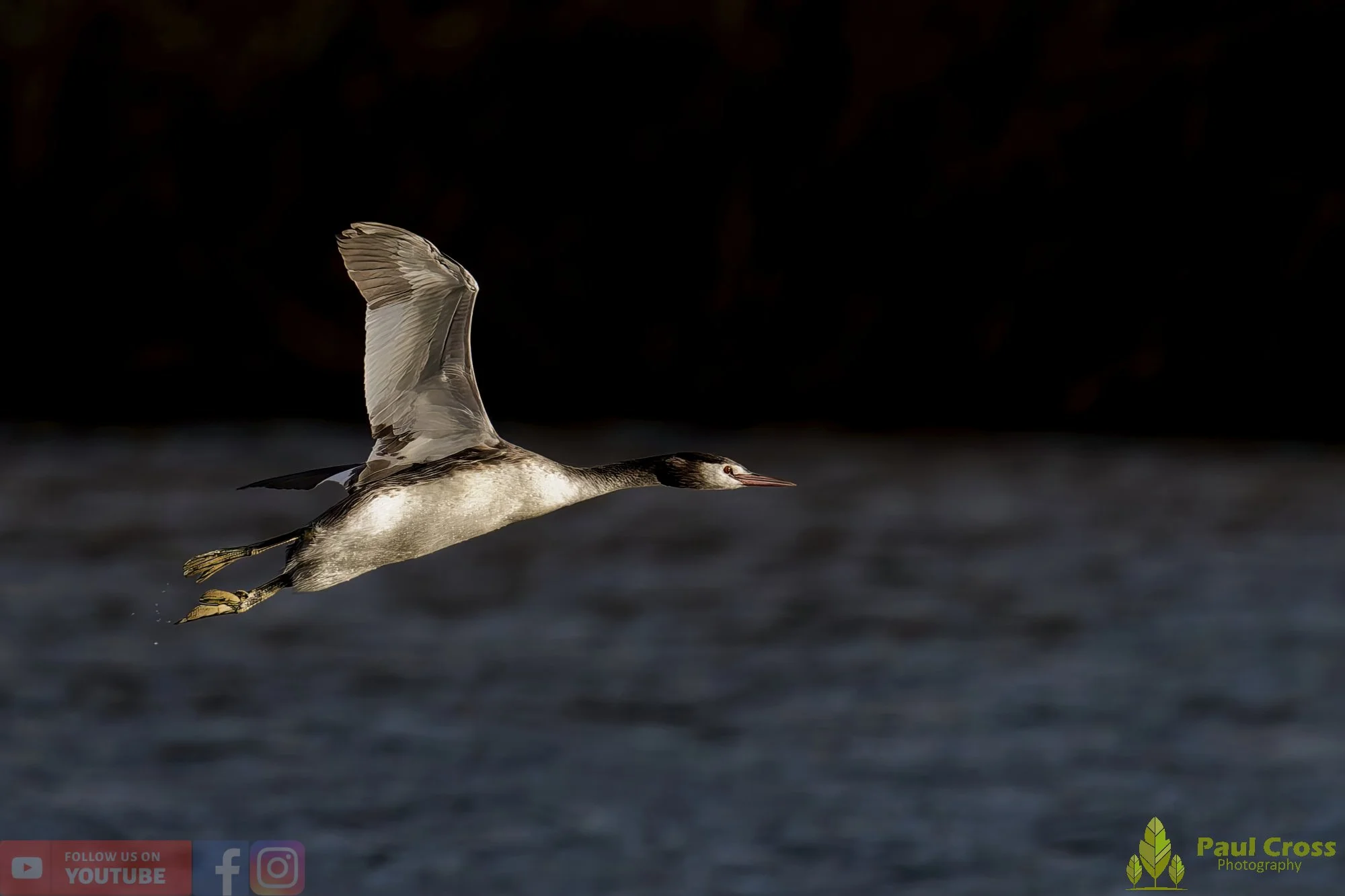 Great Crested Grebe-01010.jpg