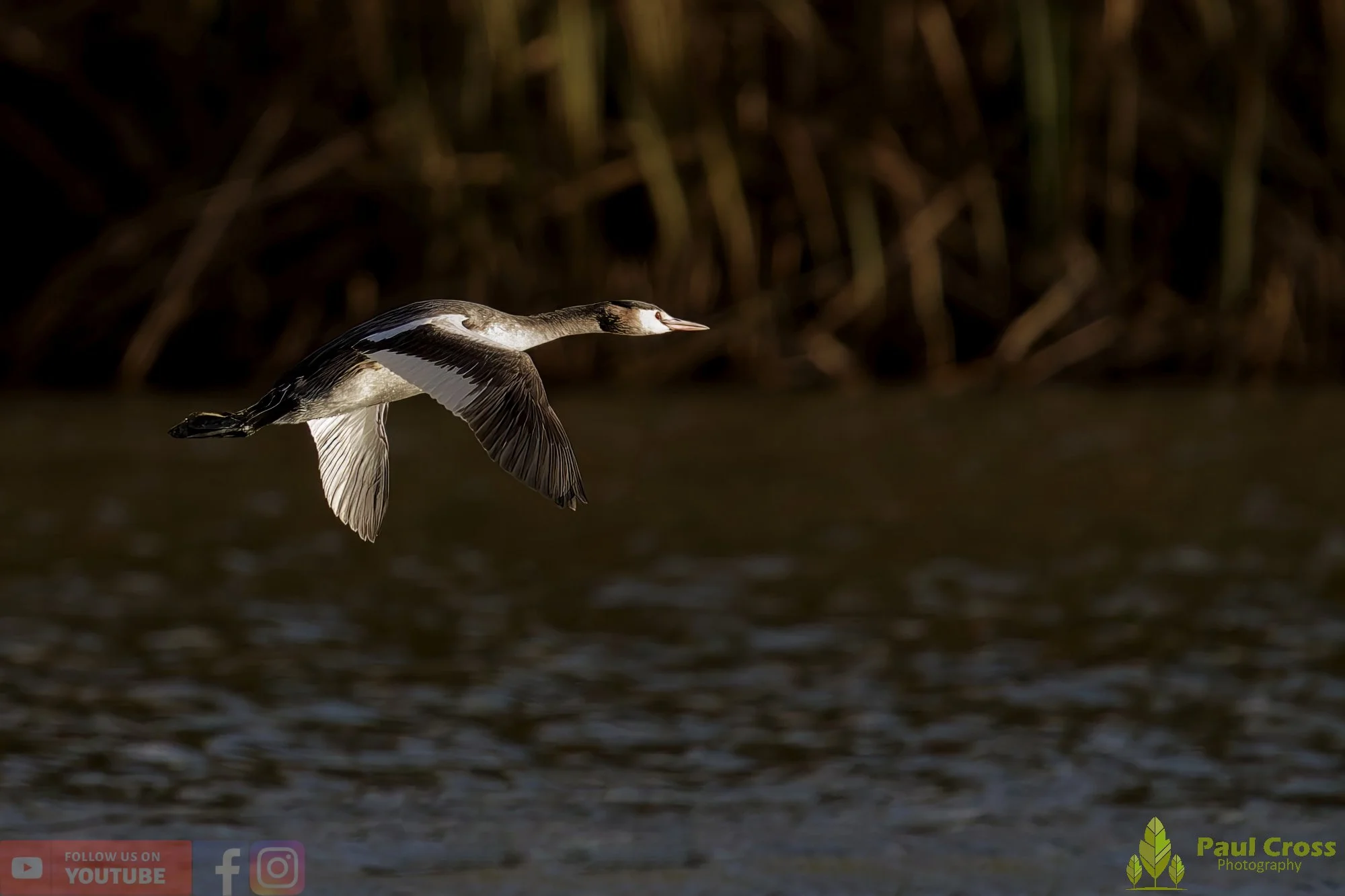 Great Crested Grebe-01011.jpg
