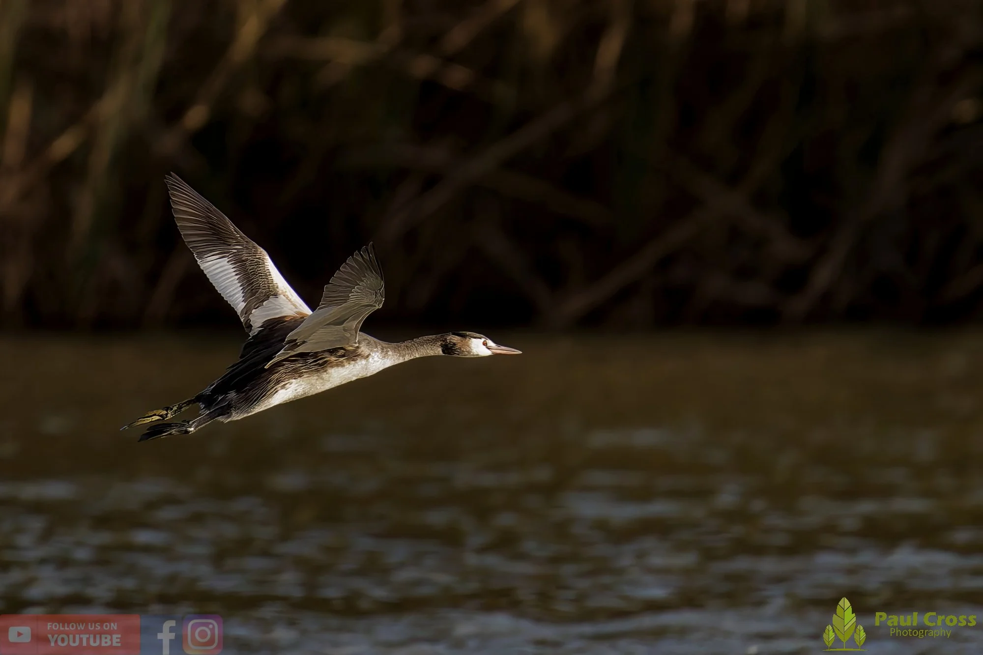 Great Crested Grebe-01013.jpg