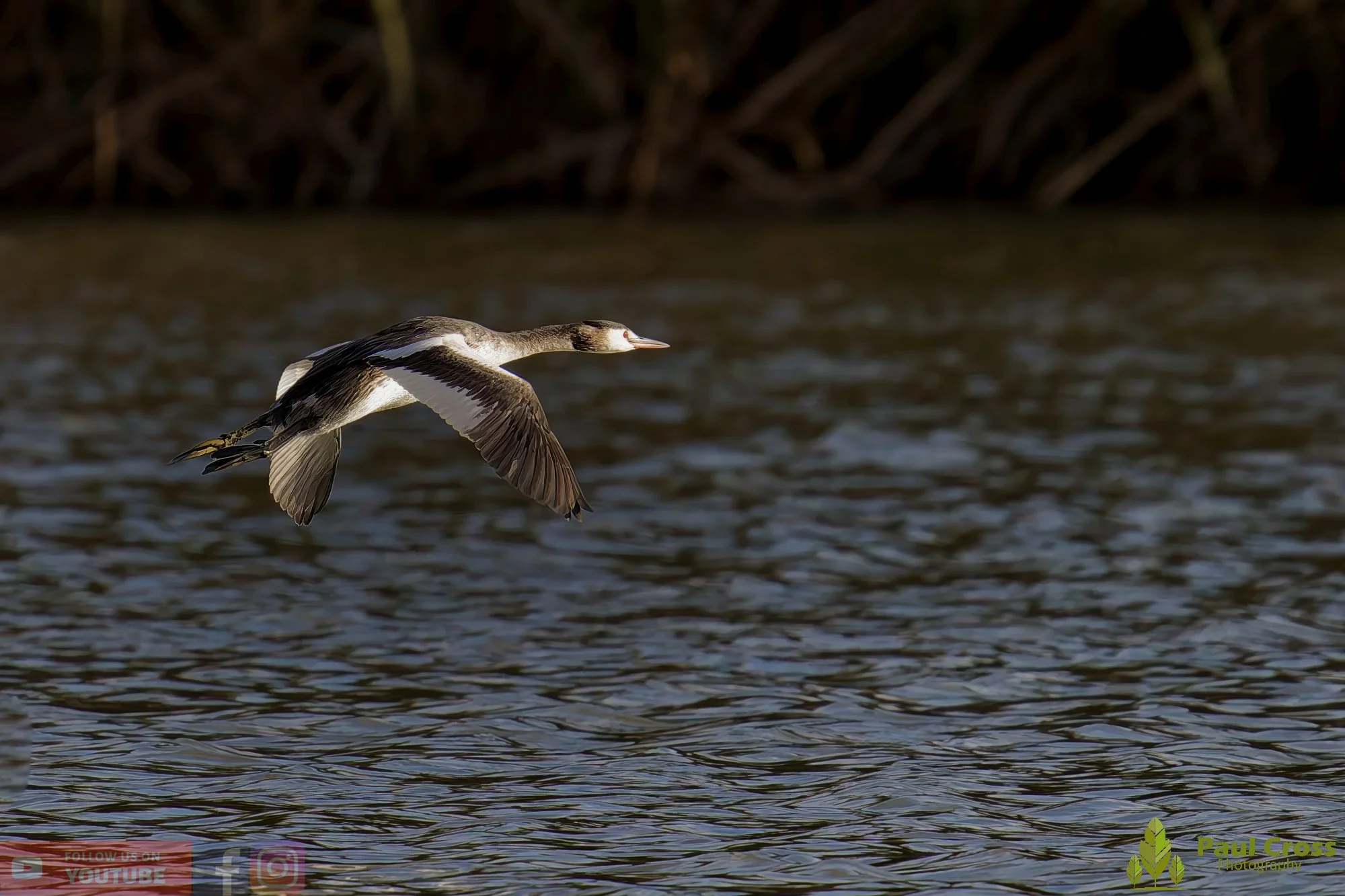 Great Crested Grebe-01014.jpg