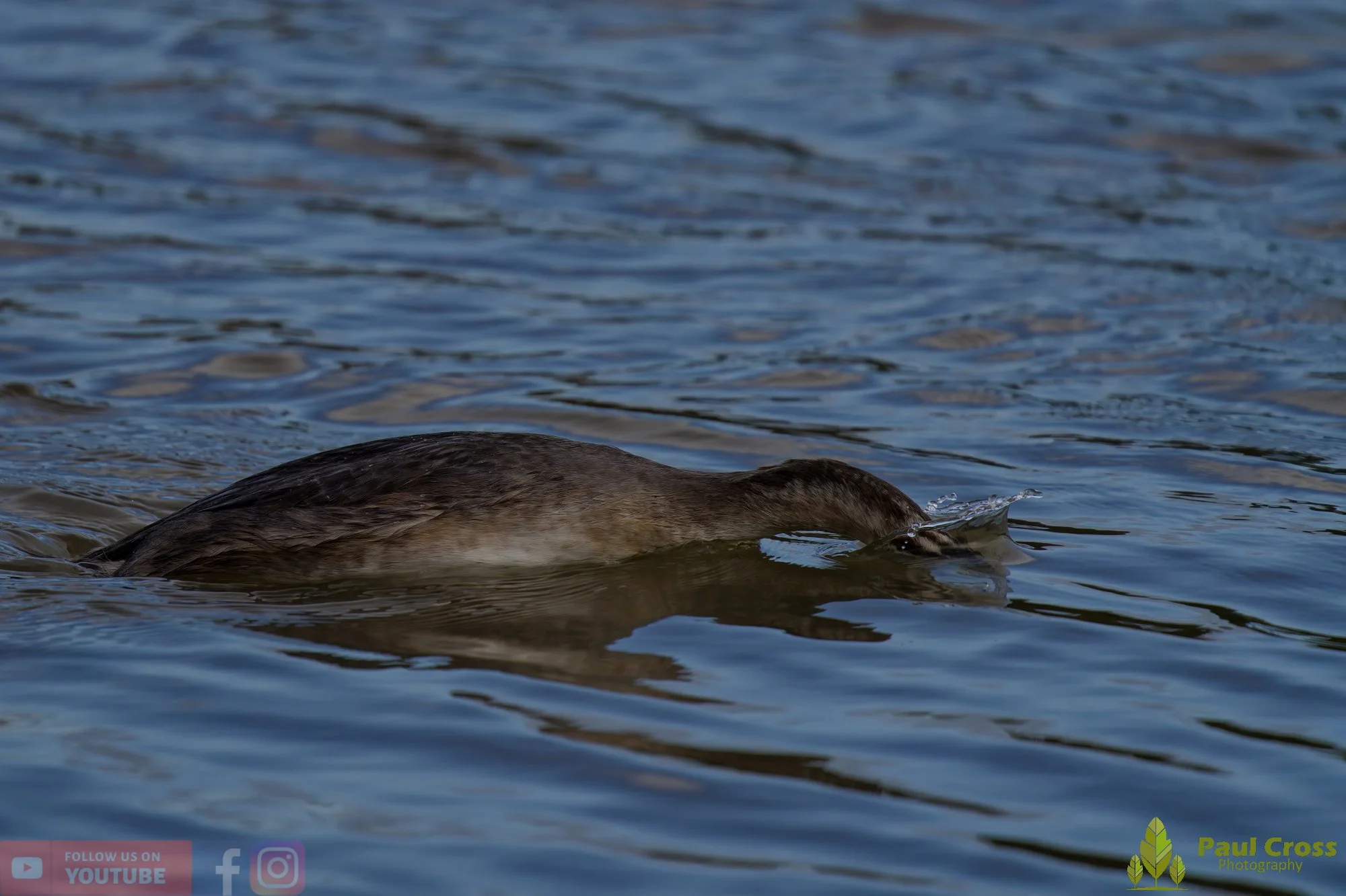 Great Crested Grebe-01039.jpg