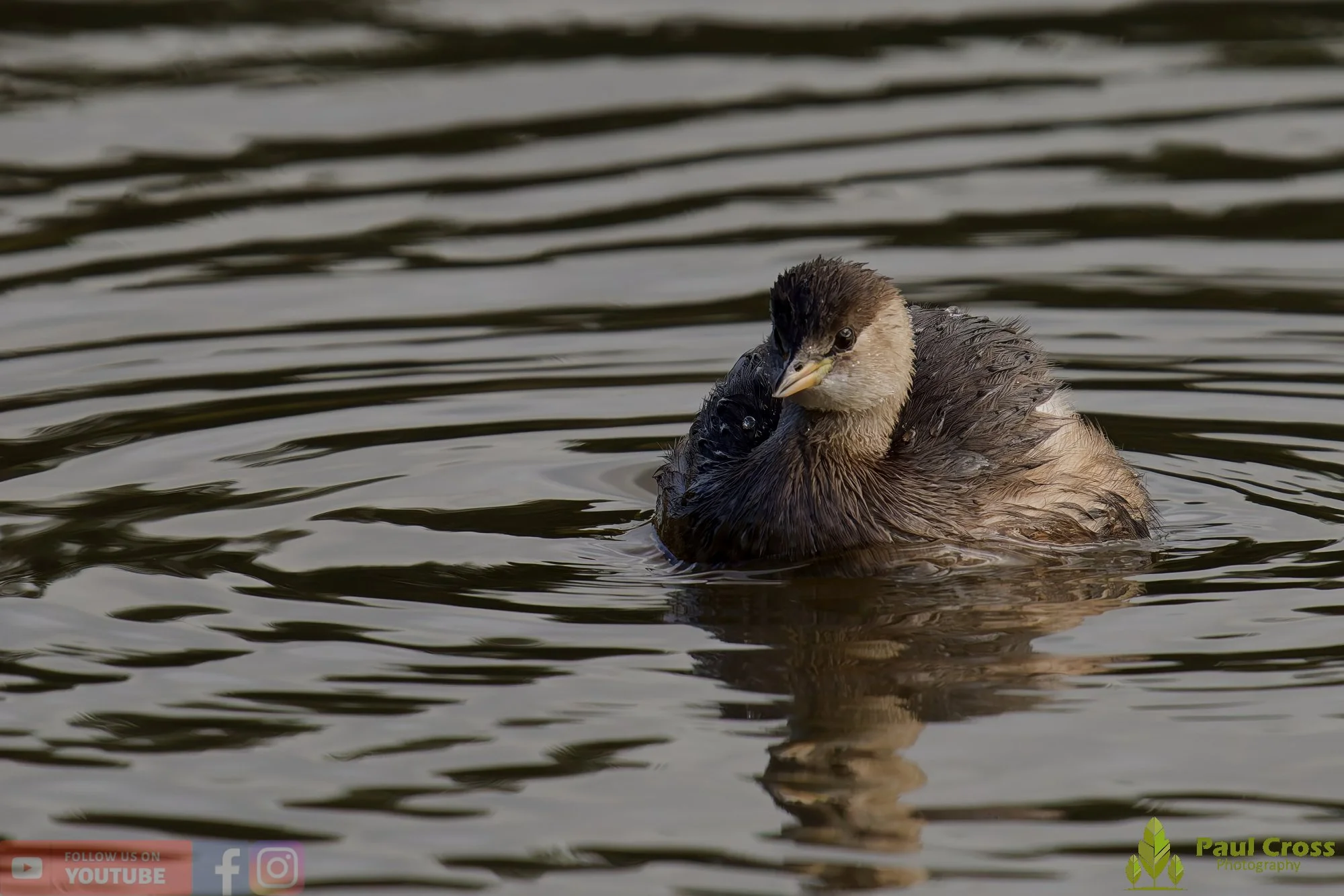 Little Grebe-00352.jpg