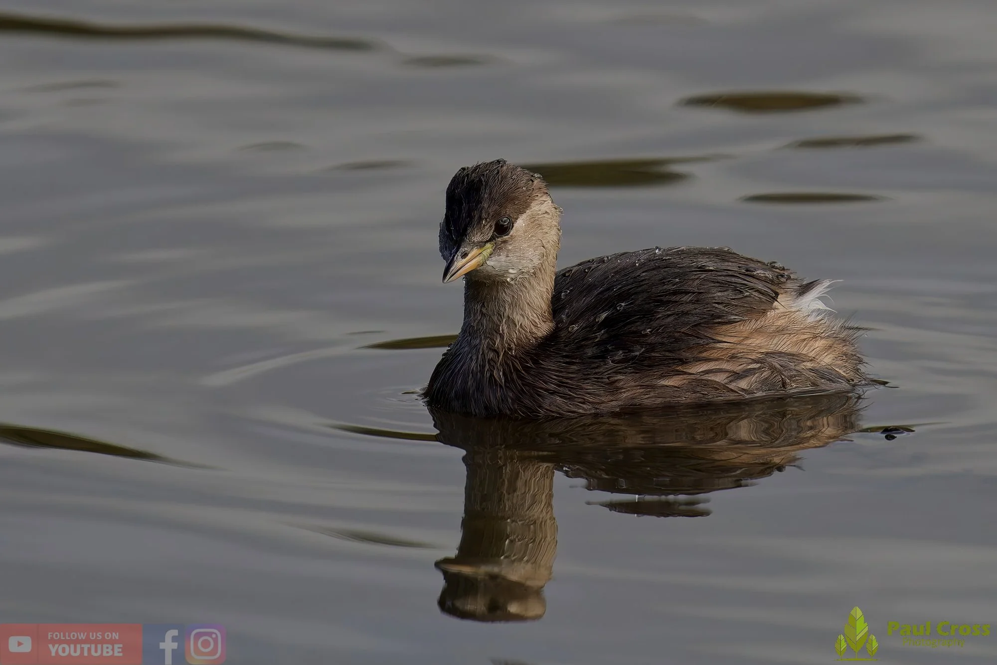 Little Grebe-00353.jpg