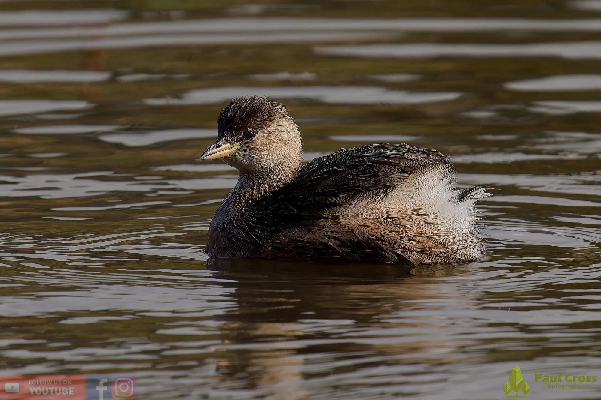 Little Grebe-00356.jpg