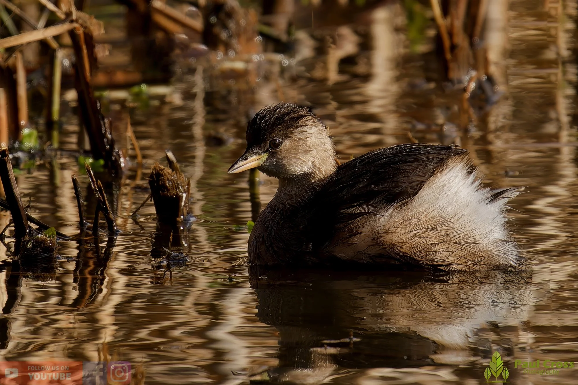 Little Grebe-00358.jpg