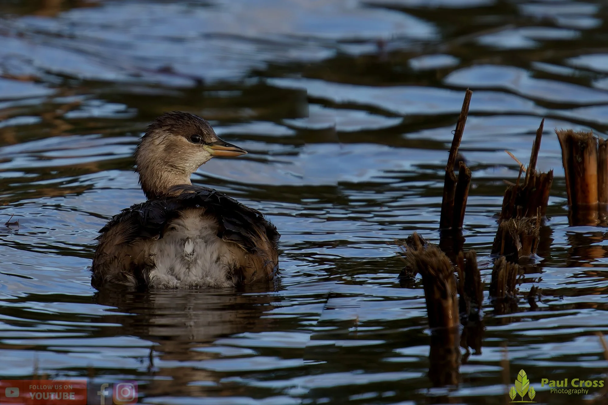 Little Grebe-00360.jpg