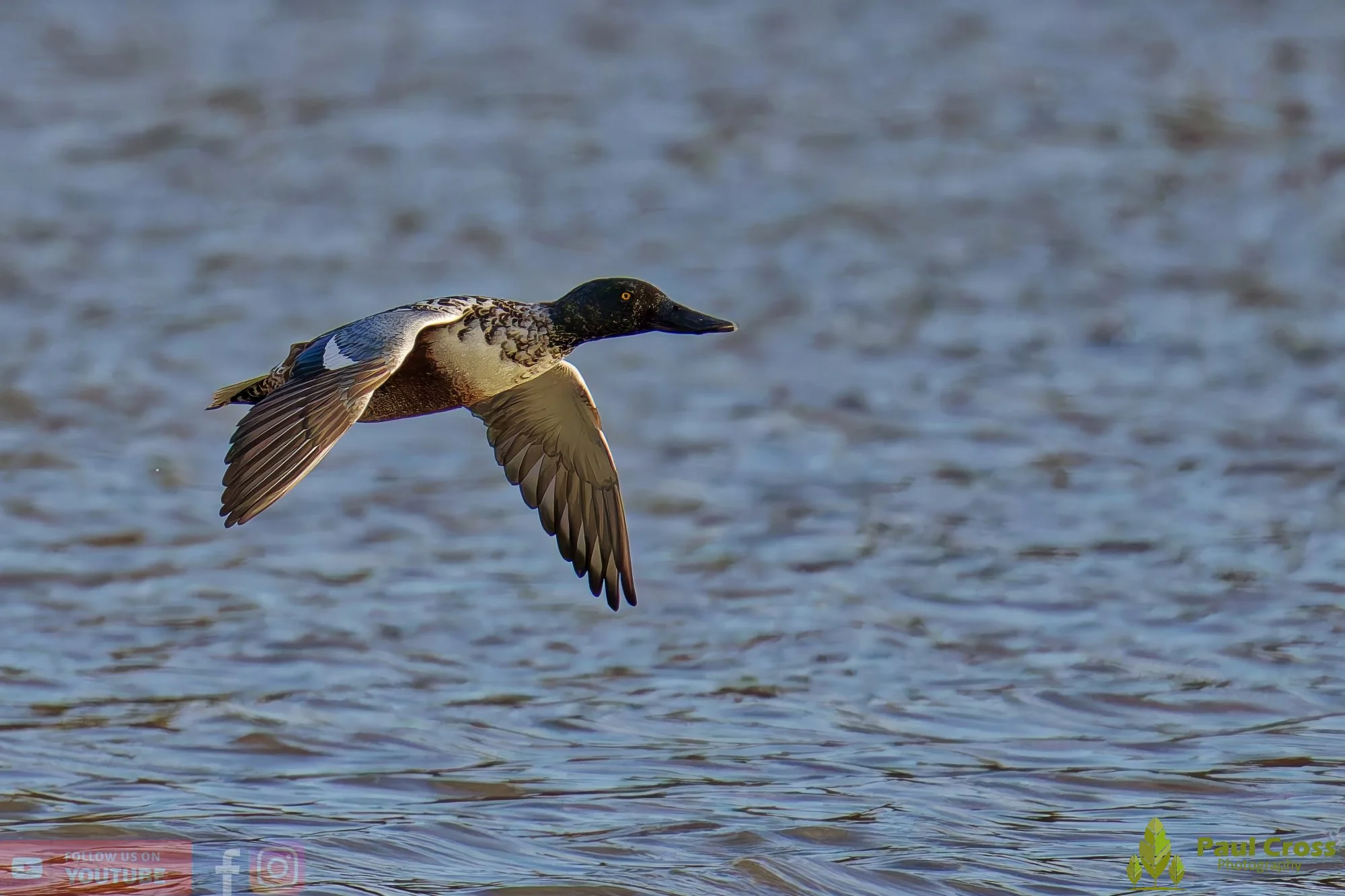 Northern Shoveler-00125.jpg