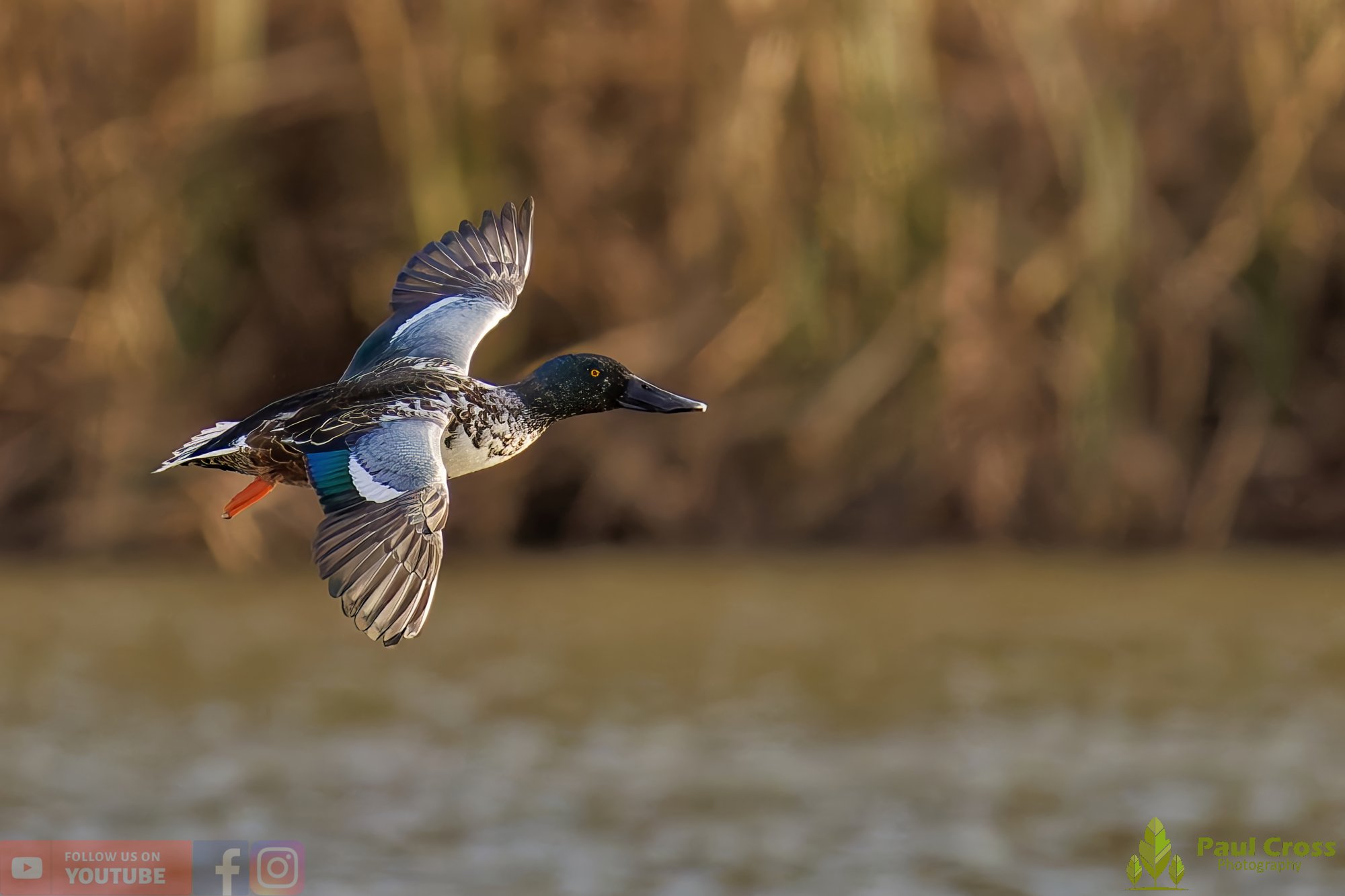 Northern Shoveler-00126.jpg