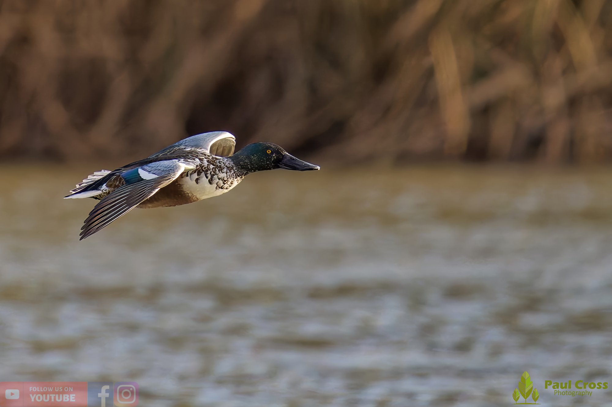 Northern Shoveler-00127.jpg