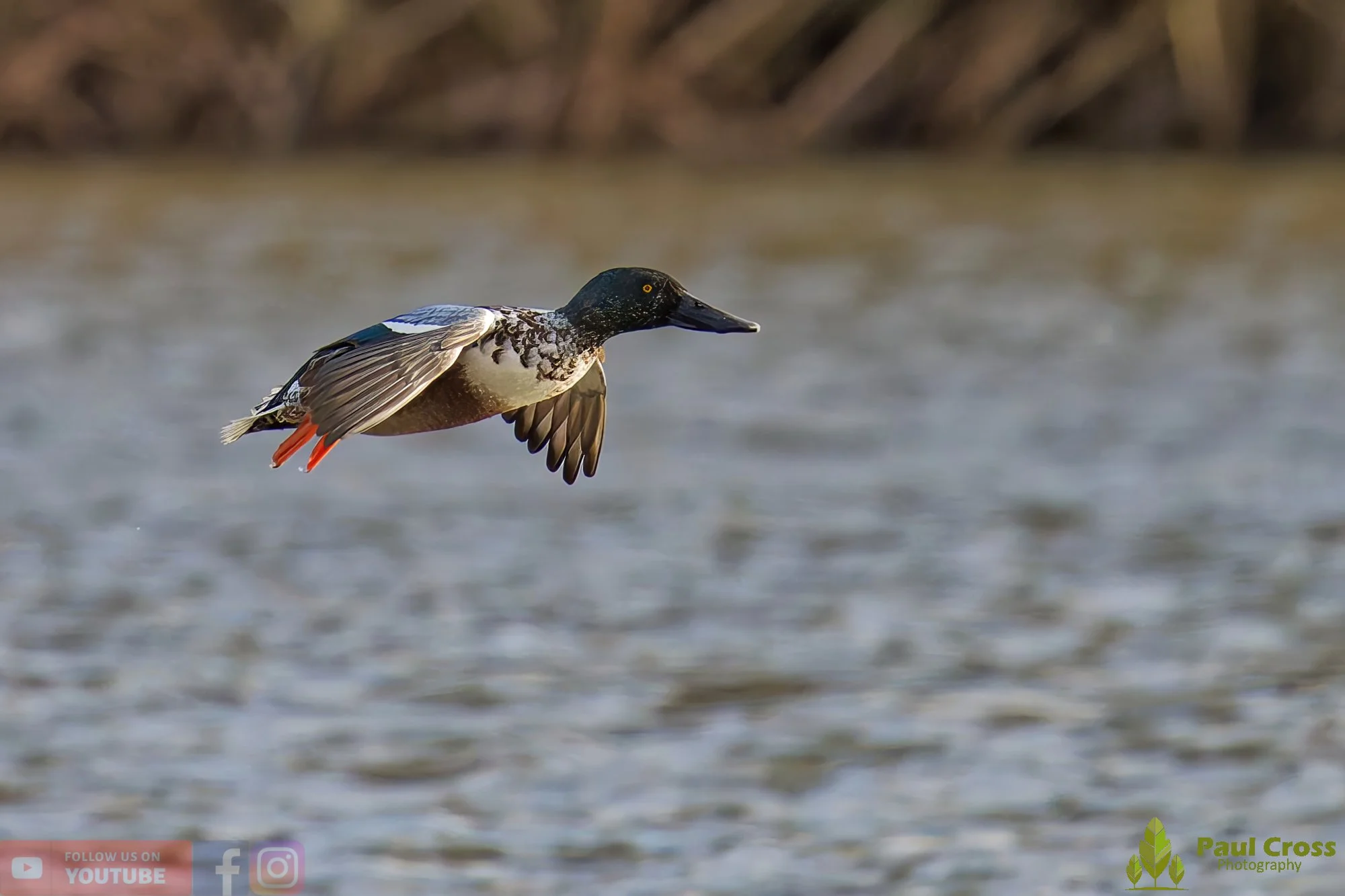 Northern Shoveler-00128.jpg