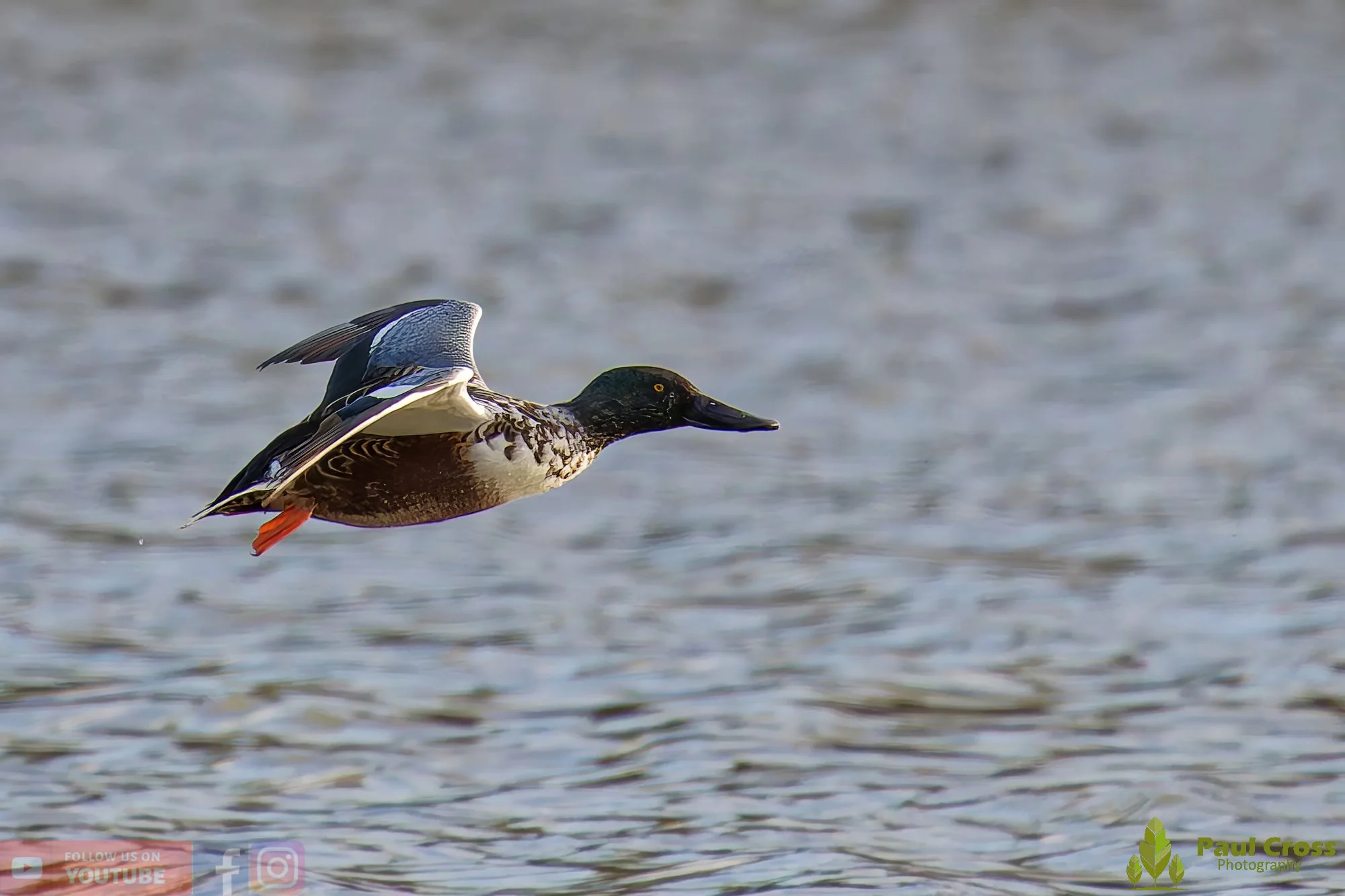 Northern Shoveler-00129.jpg