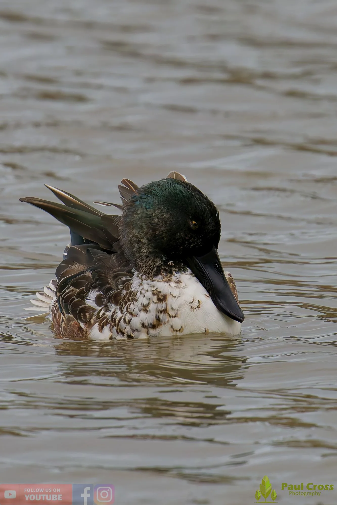 Northern Shoveler-00131.jpg