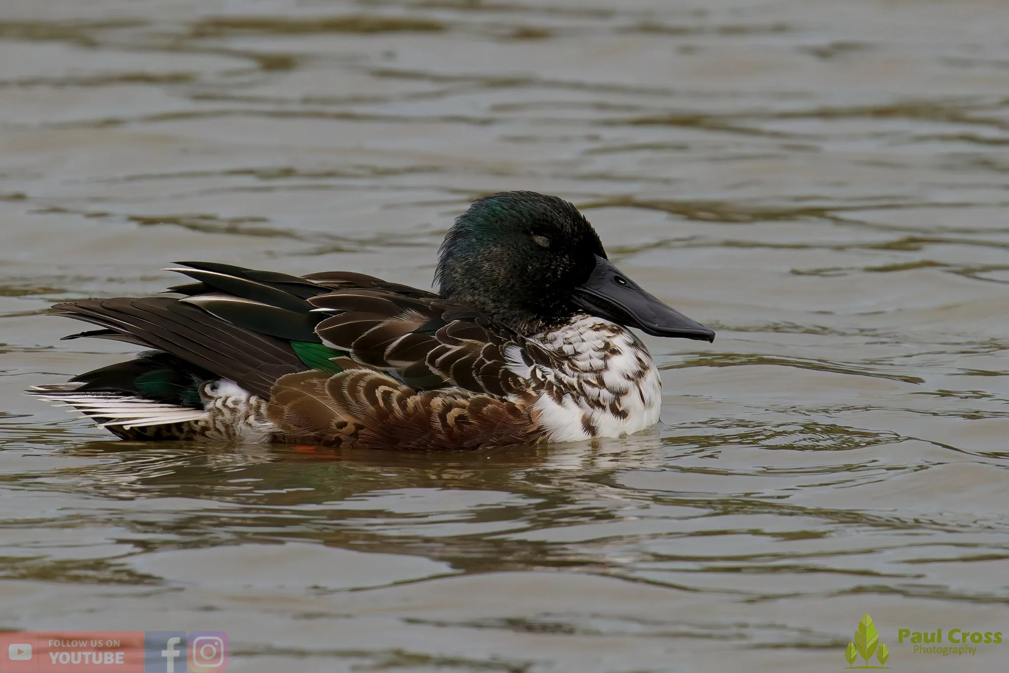 Northern Shoveler-00132.jpg
