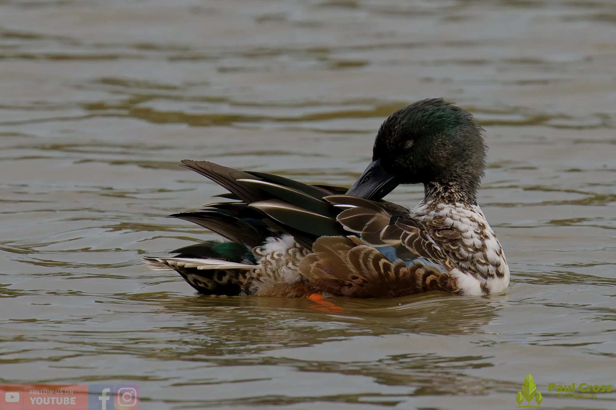 Northern Shoveler-00133.jpg