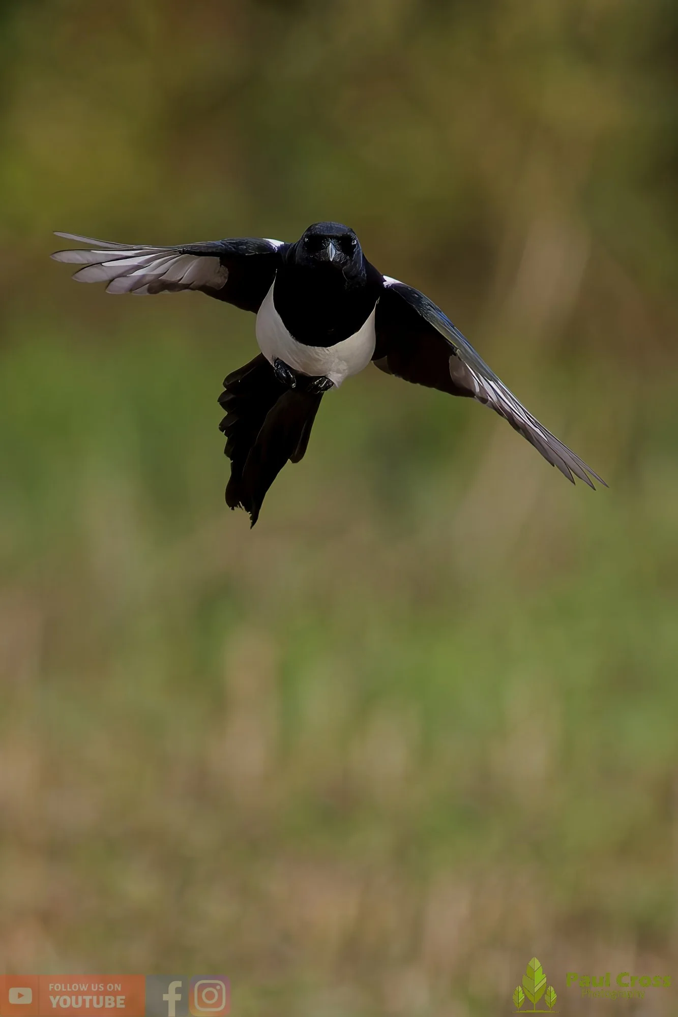 Magpie-00085.jpg
