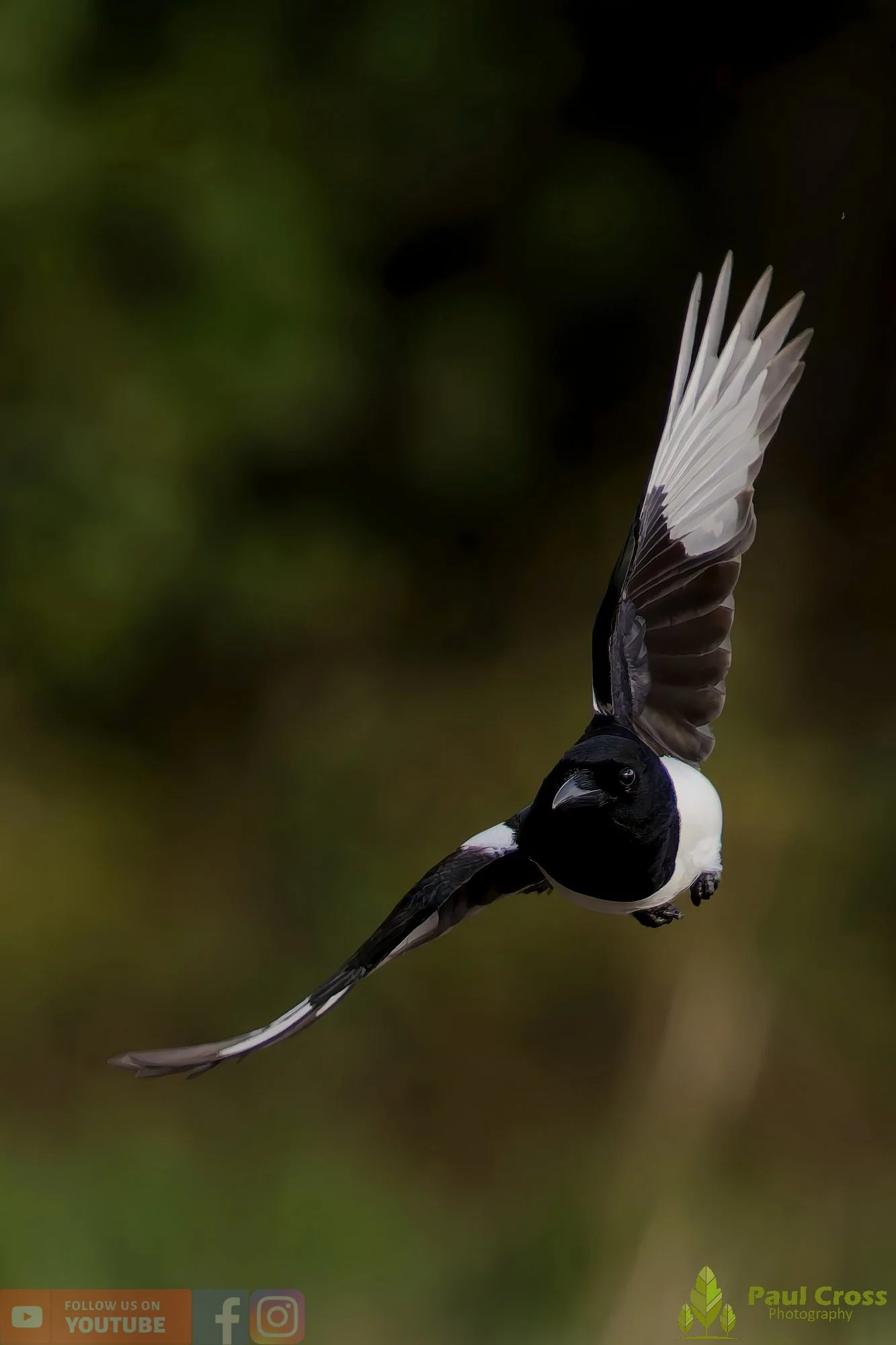 Magpie-00086.jpg