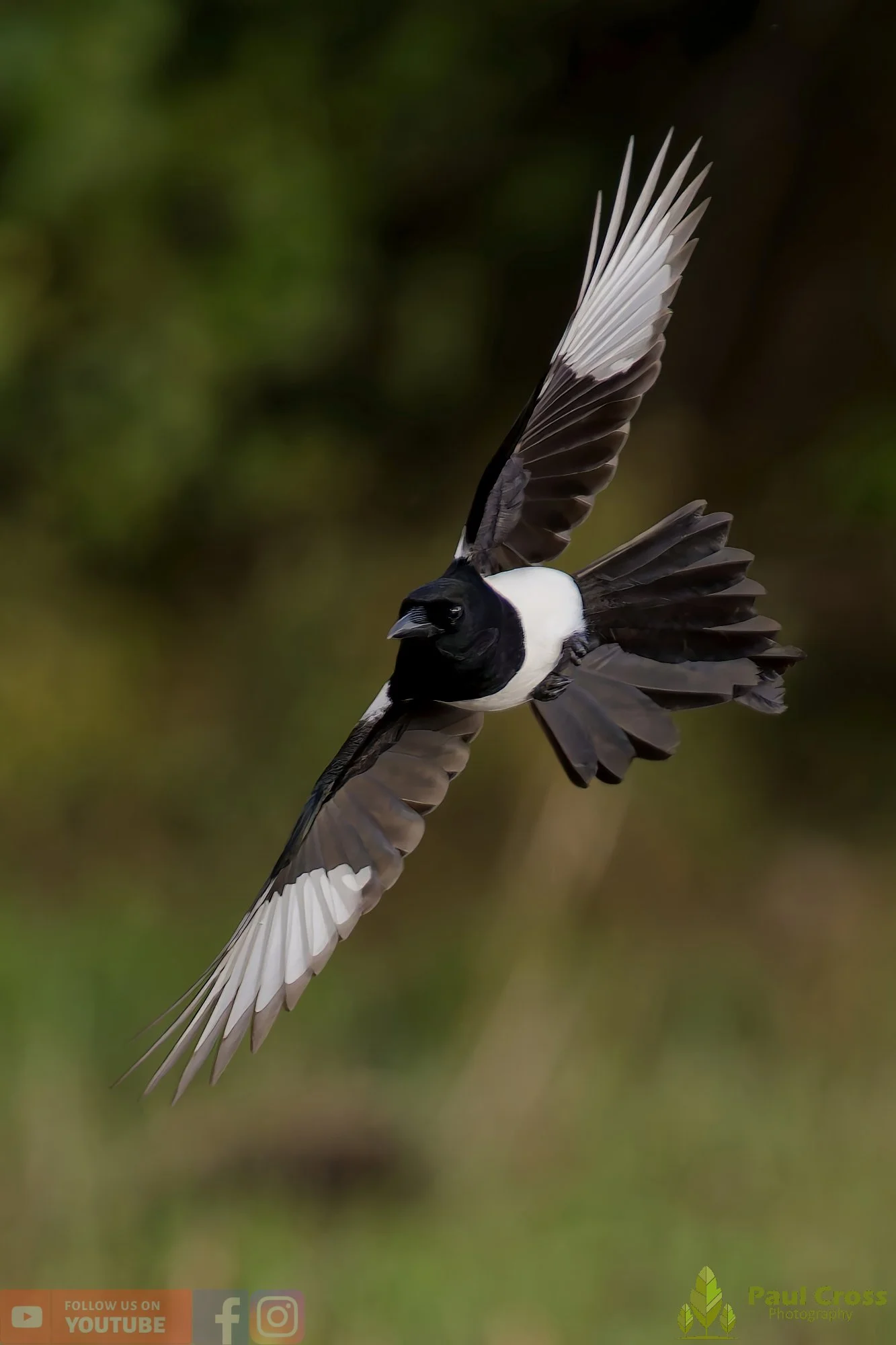 Magpie-00087.jpg