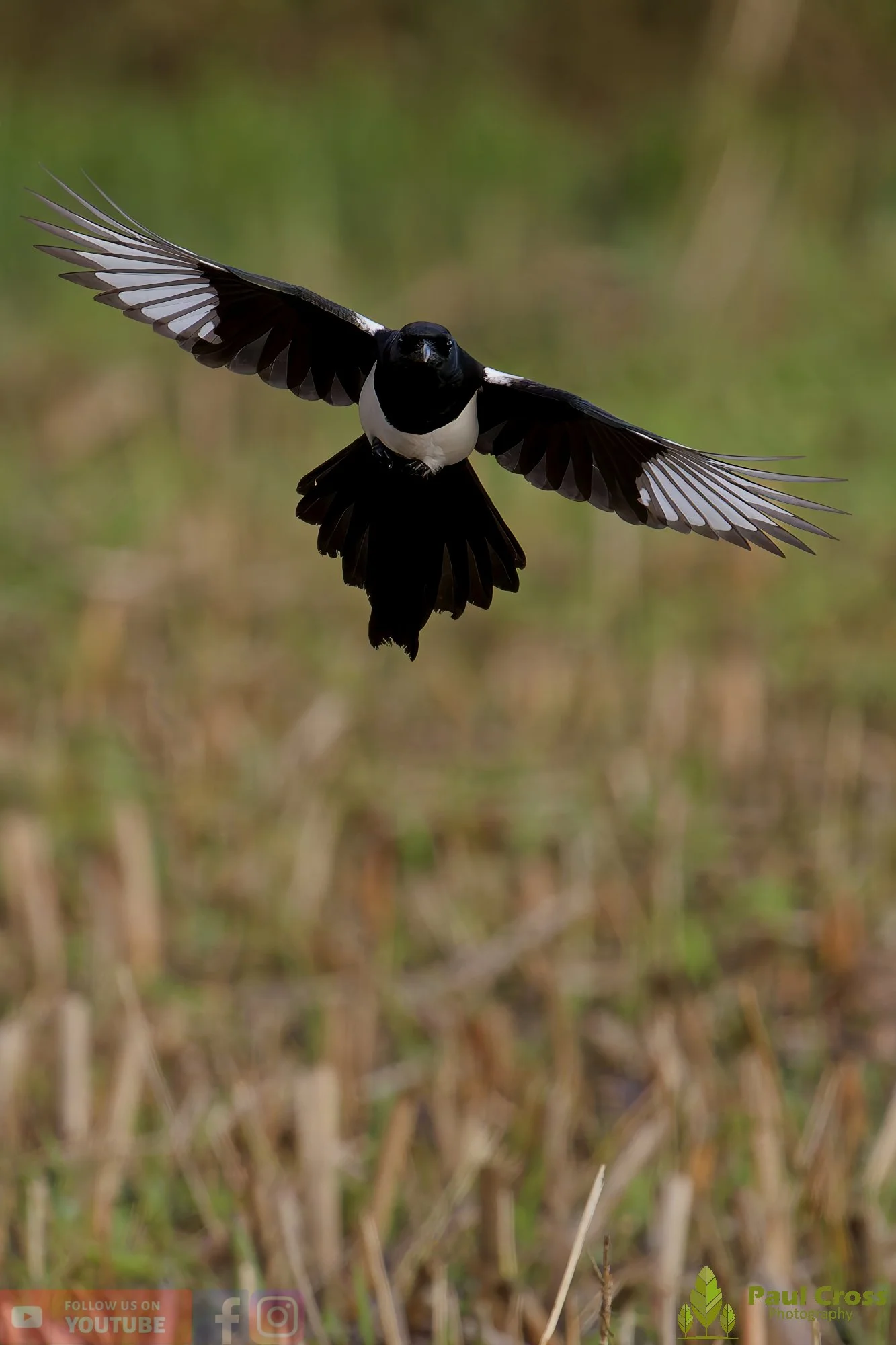 Magpie-00088.jpg