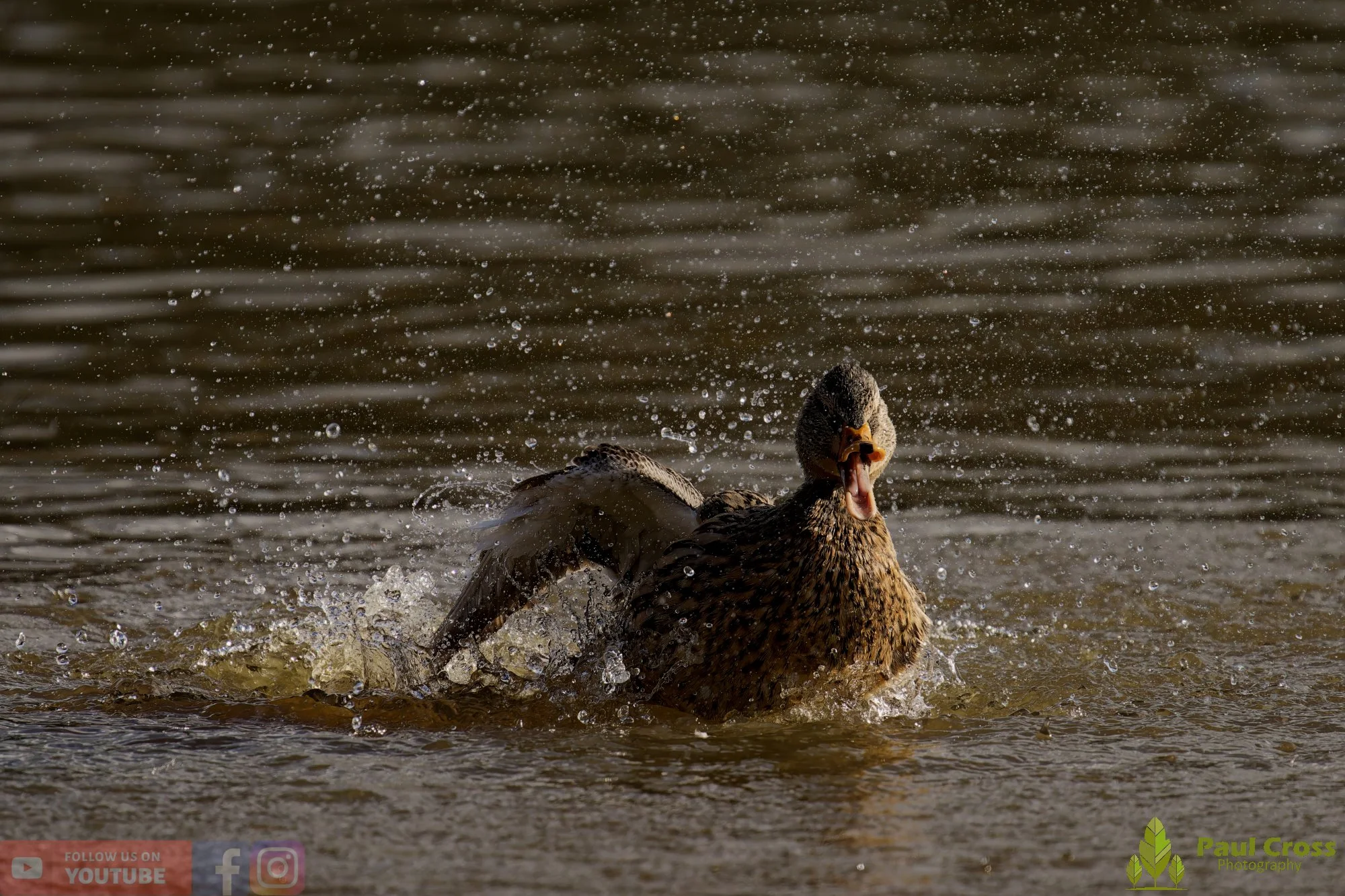 Mallard Duck-01149.jpg
