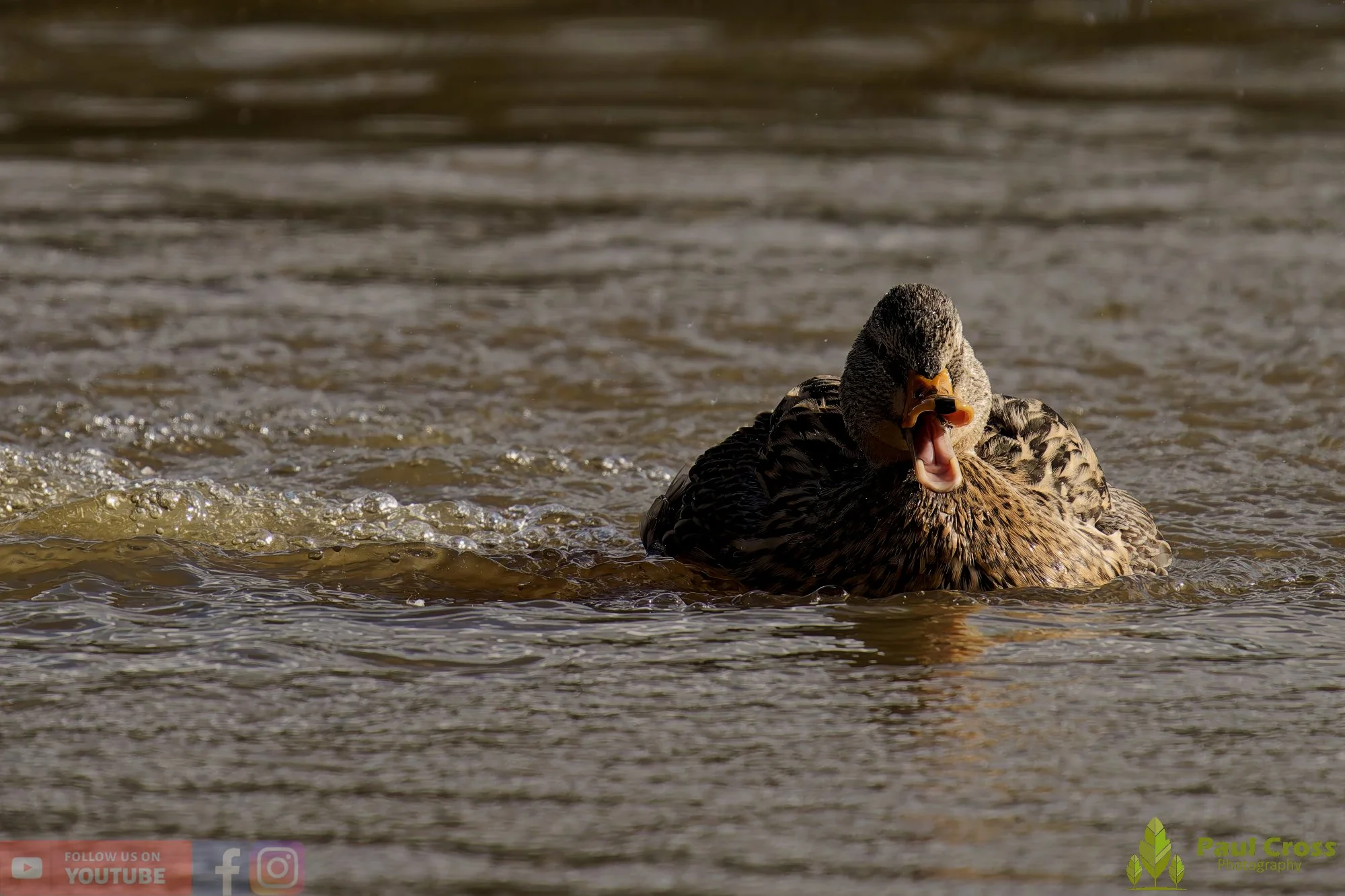 Mallard Duck-01150.jpg