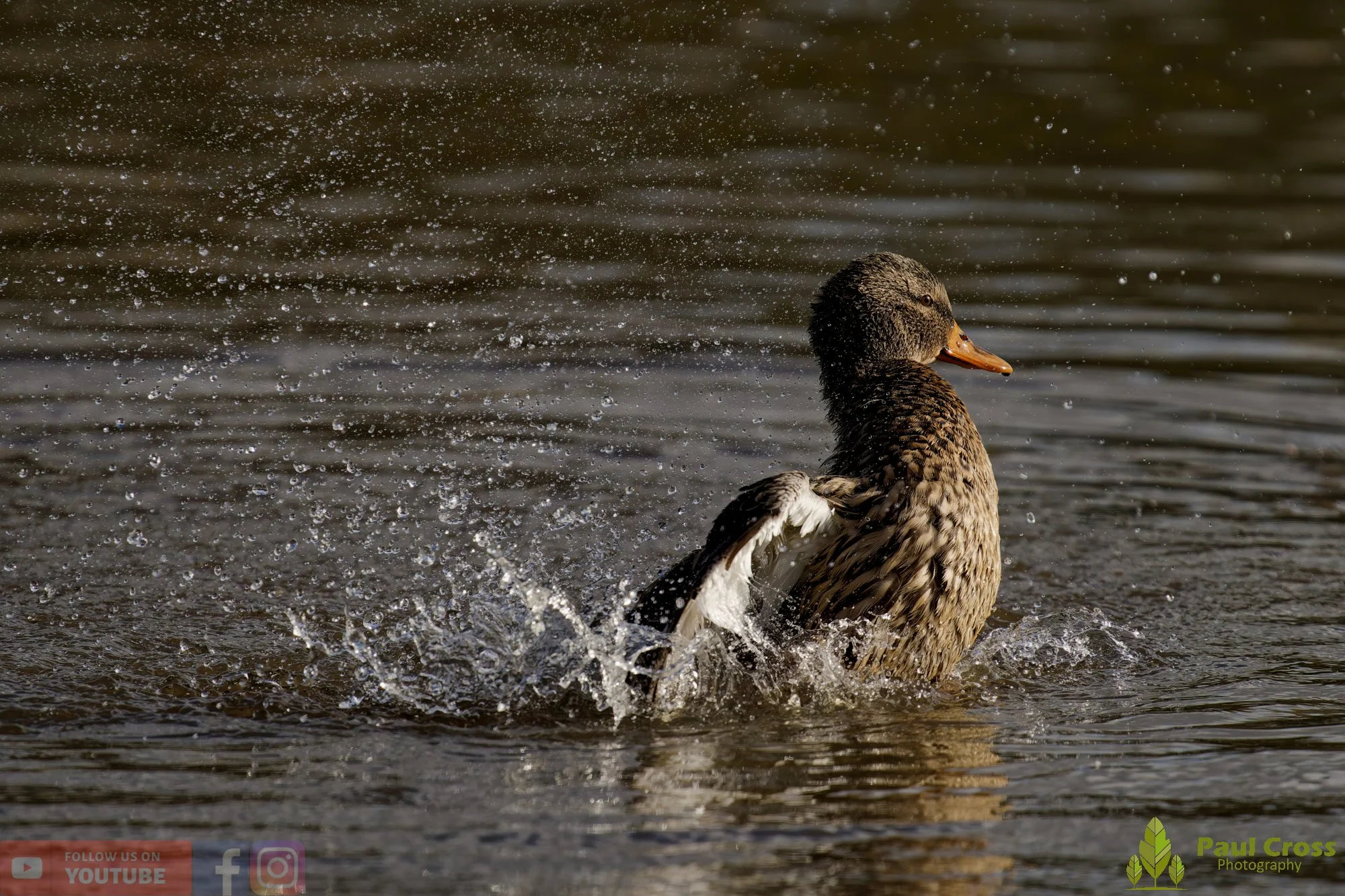 Mallard Duck-01151.jpg