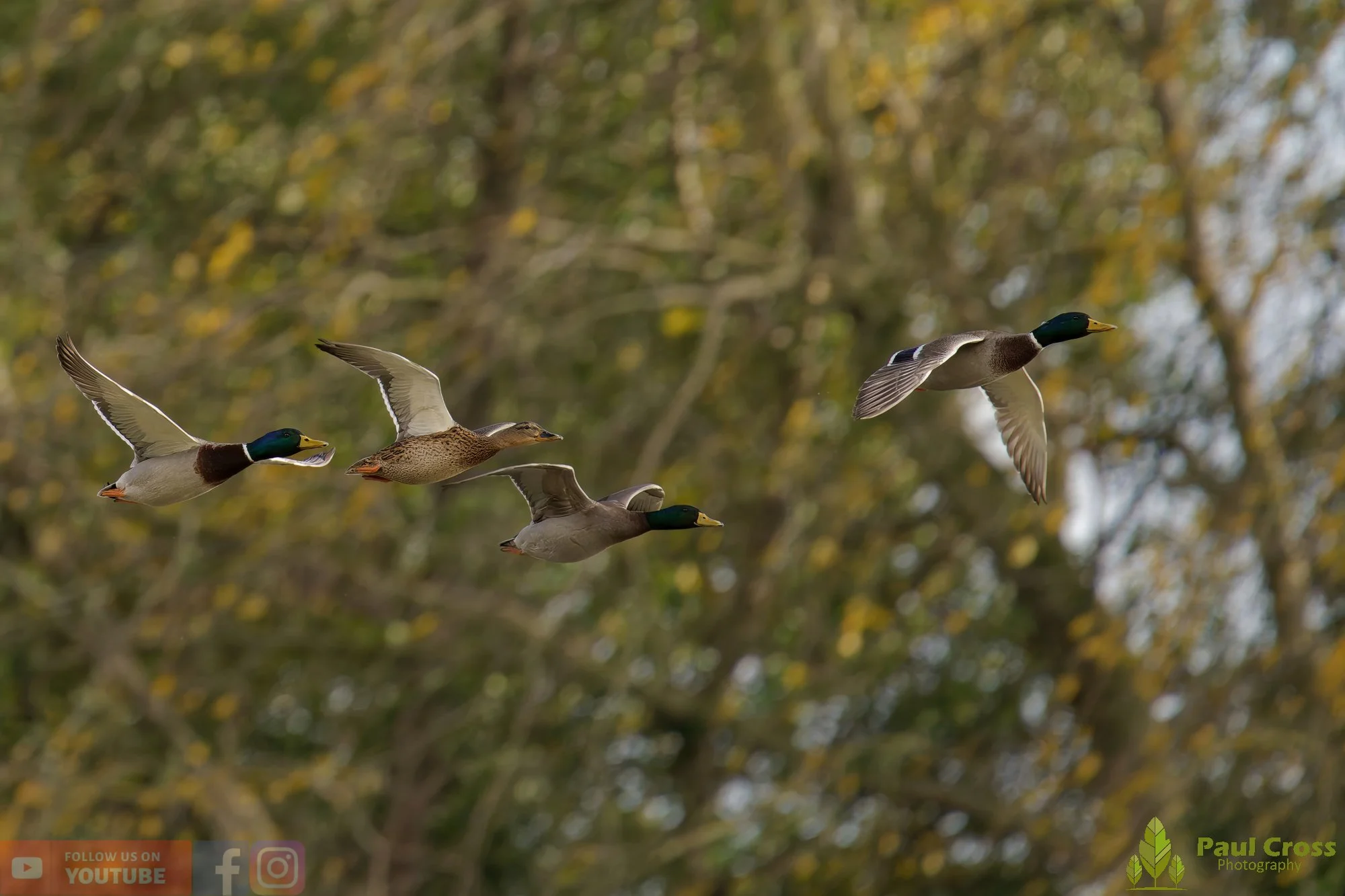 Mallard Duck-01153.jpg