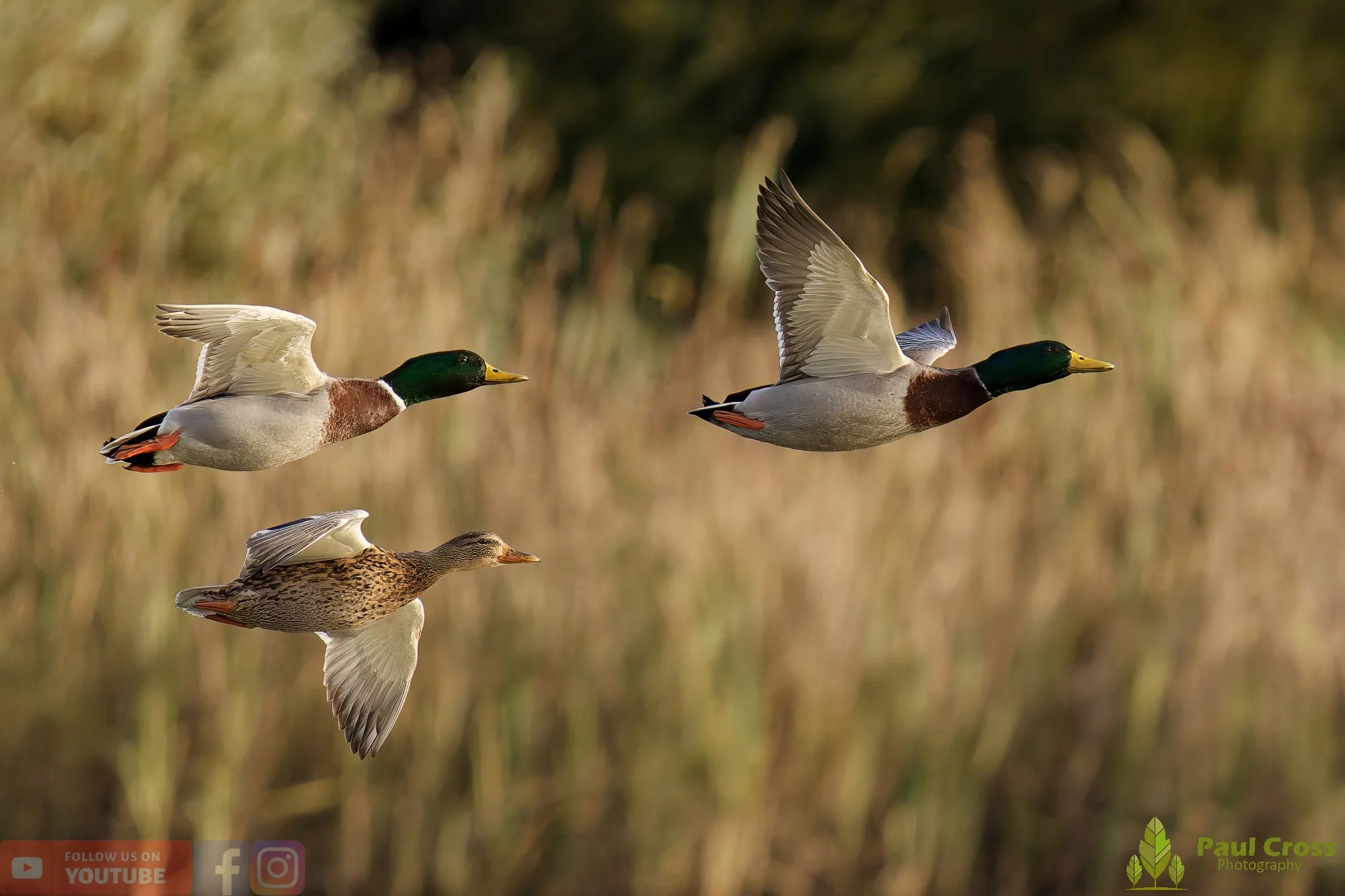 Mallard Duck-01154.jpg